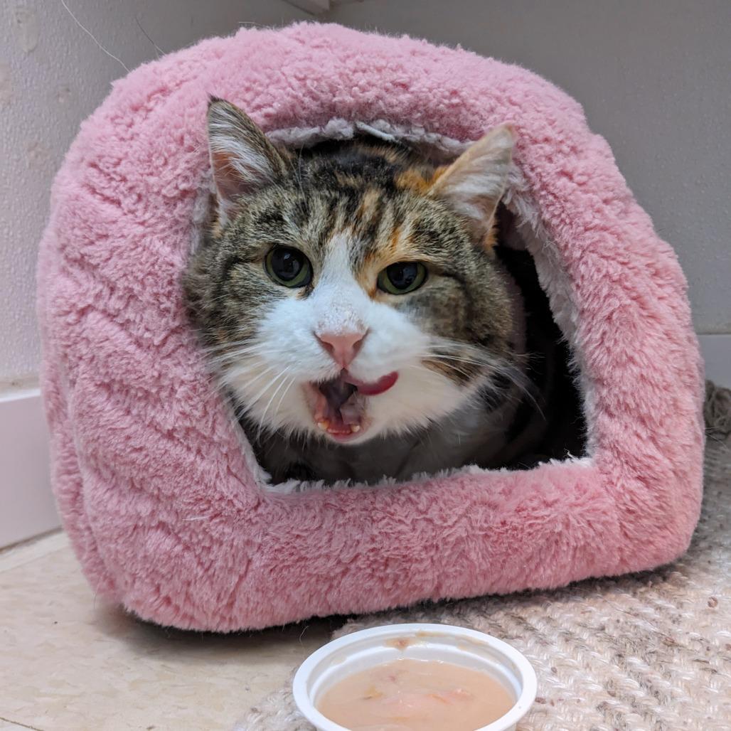 Enlarge Patricia C4, a Adoptable Domestic Short Hair in Union, MO image 3/5