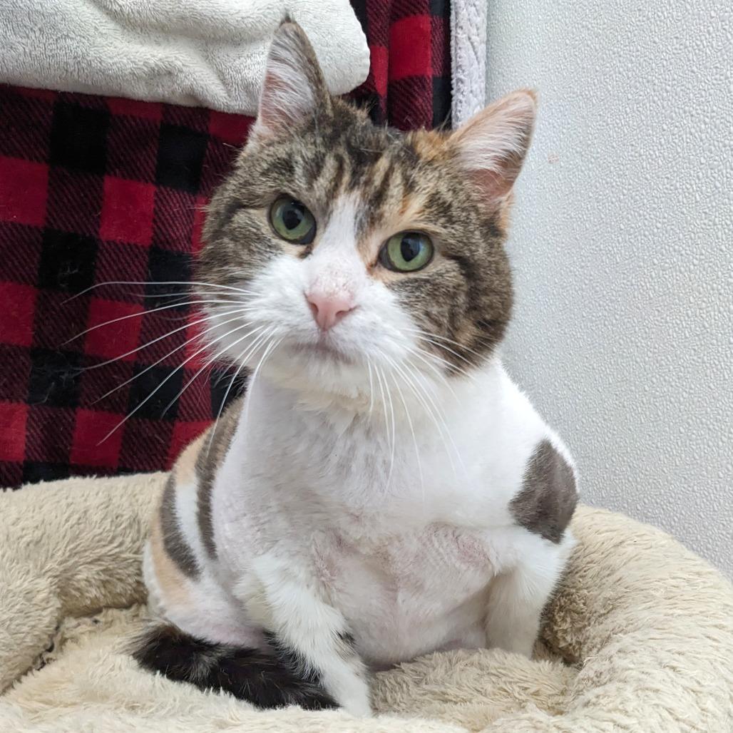 Enlarge Patricia C4, a Adoptable Domestic Short Hair in Union, MO image 4/5