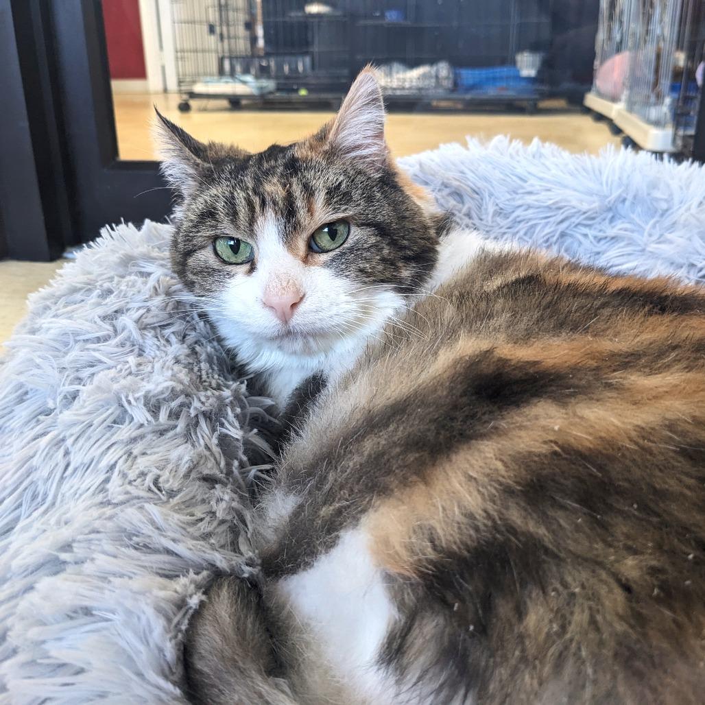 Enlarge Patricia C4, a Adoptable Domestic Short Hair in Union, MO image 5/5