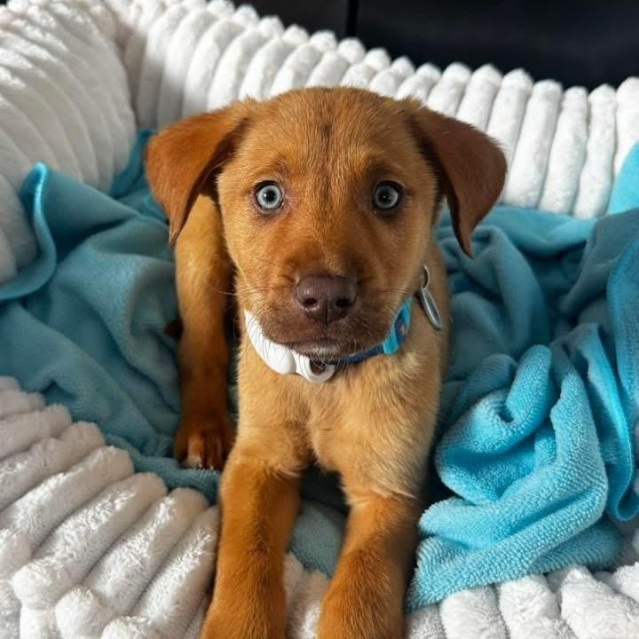 Doodle, Adoptable, Puppy Male Labrador Retriever & Mixed Breed.