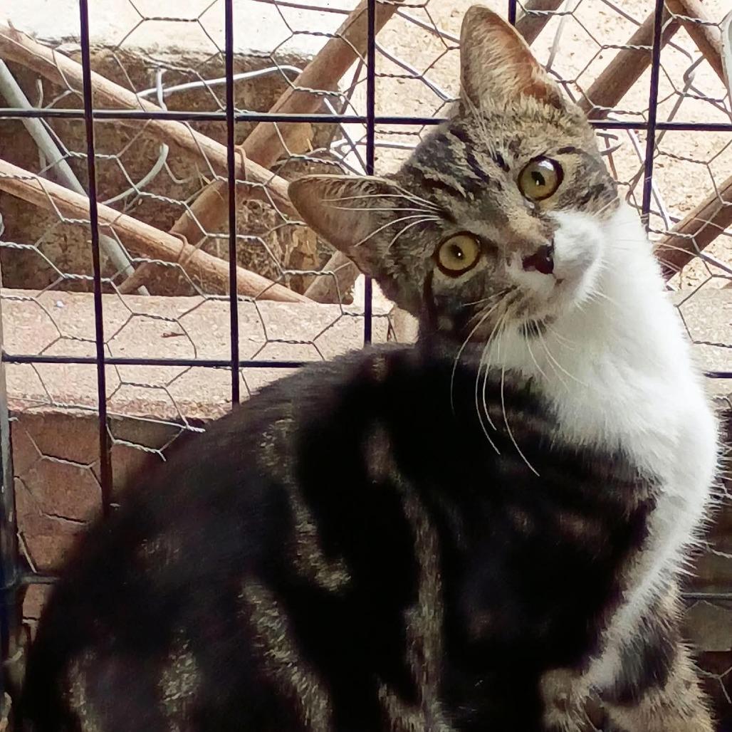Enlarge Missy, a Adoptable Domestic Short Hair in Manhattan, KS image 1/1