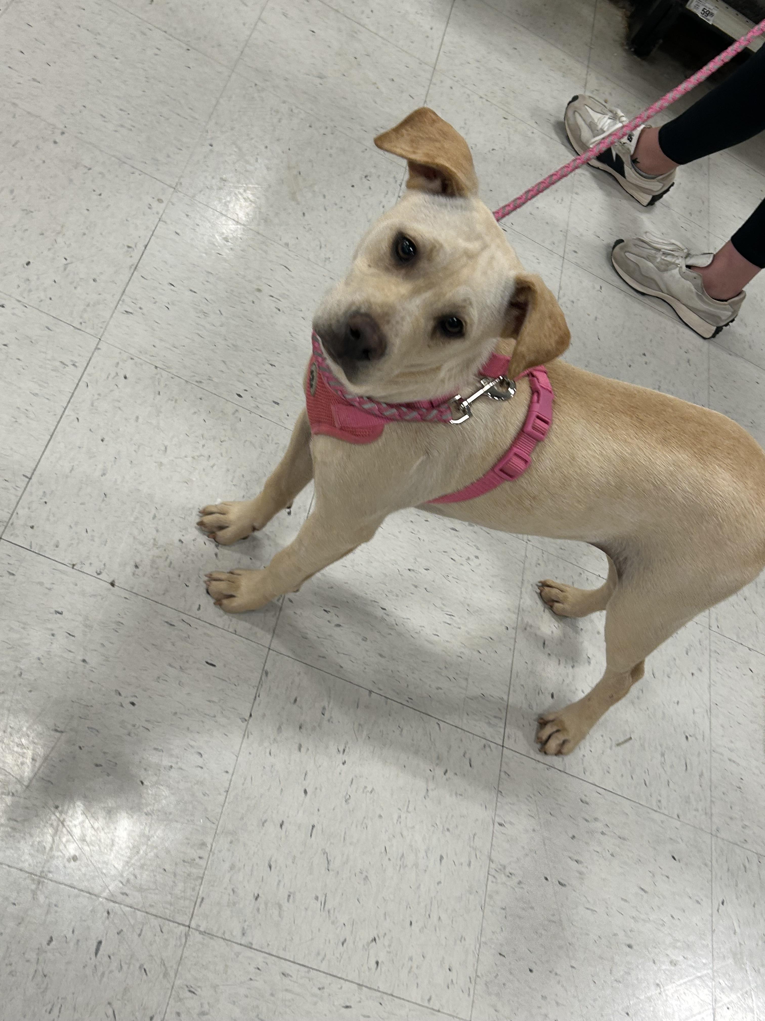 Sugar 434, Adoptable, Young Female Pit Bull Terrier & Labrador Retriever.