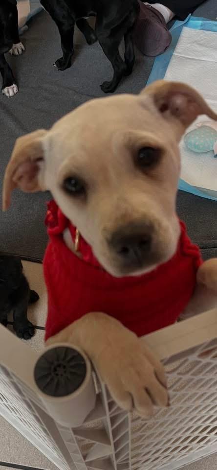 Enlarge Sugar 434, a Adoptable mixed breed in Winder, GA image 2/4