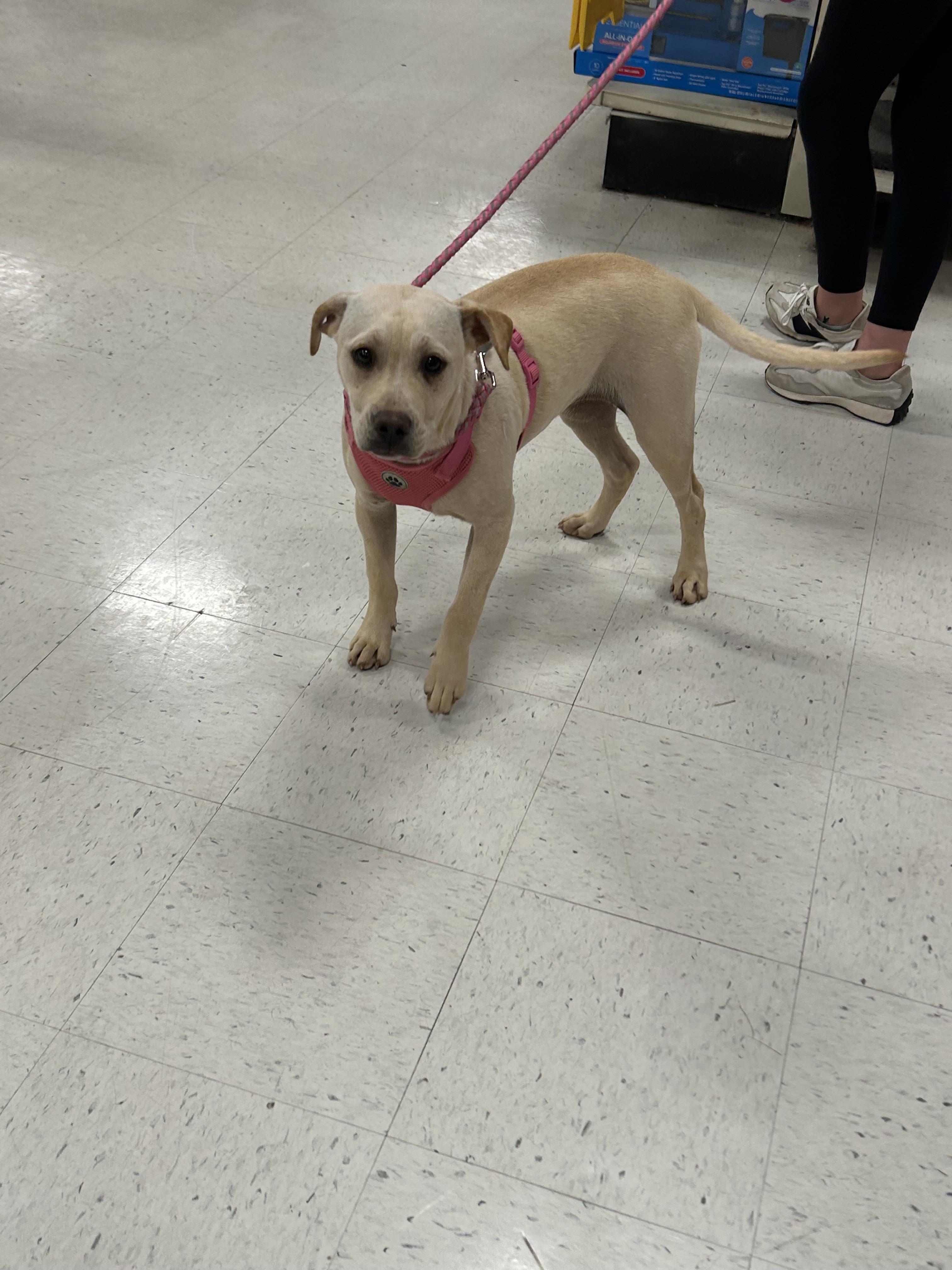 Enlarge Sugar 434, a Adoptable mixed breed in Winder, GA image 3/4