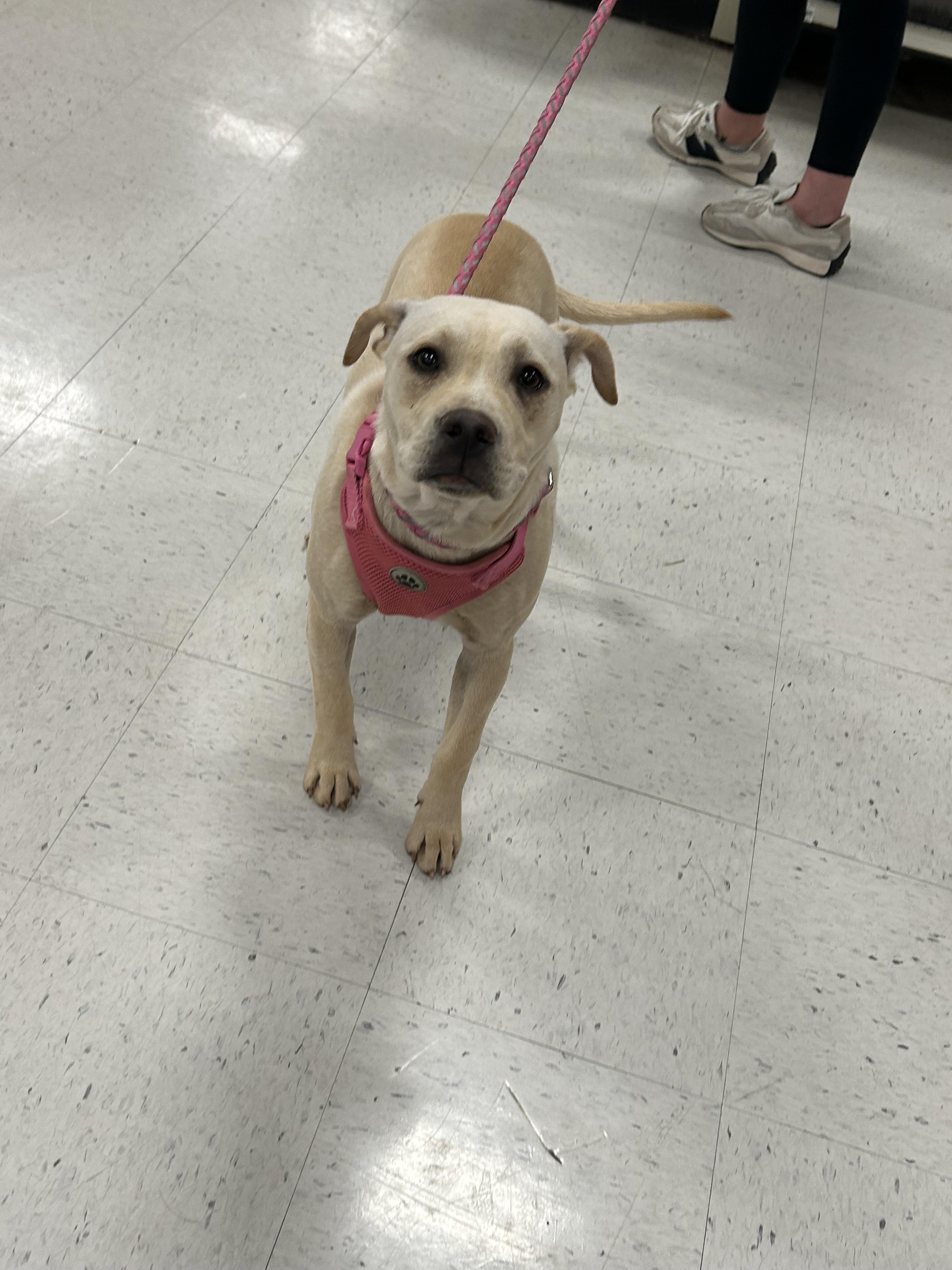 Enlarge Sugar 434, a Adoptable mixed breed in Winder, GA image 4/4