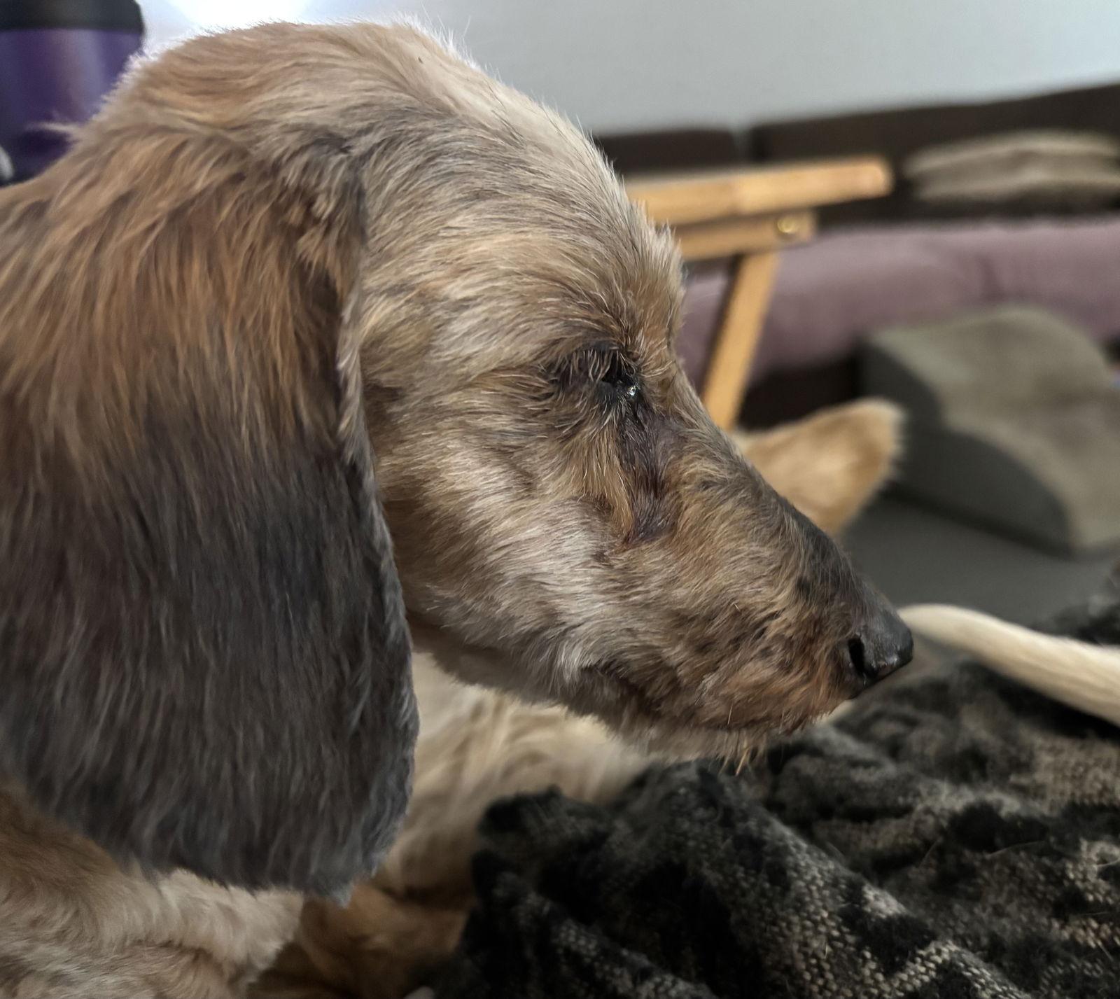 Susie, Adopted, Senior Female Dachshund.