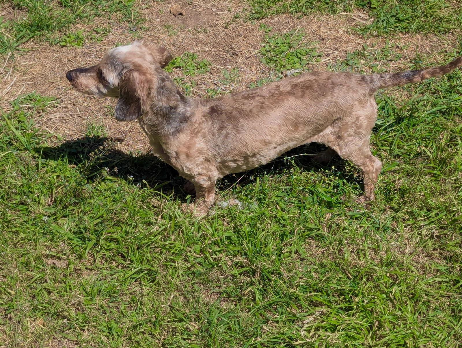 Susie, a Adopted Dachshund in Austin, TX image 2/3