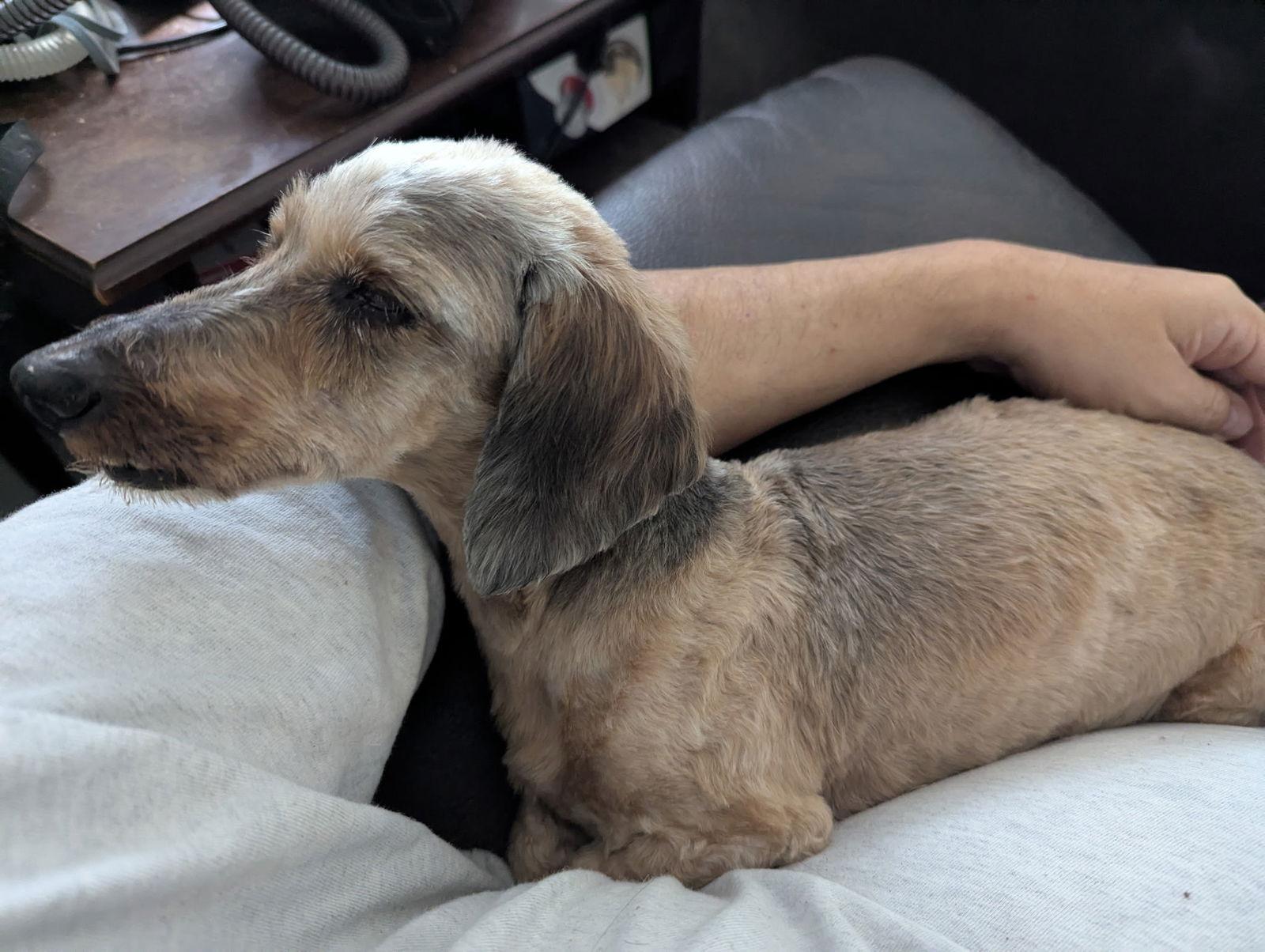 Susie, a Adopted Dachshund in Austin, TX image 3/3