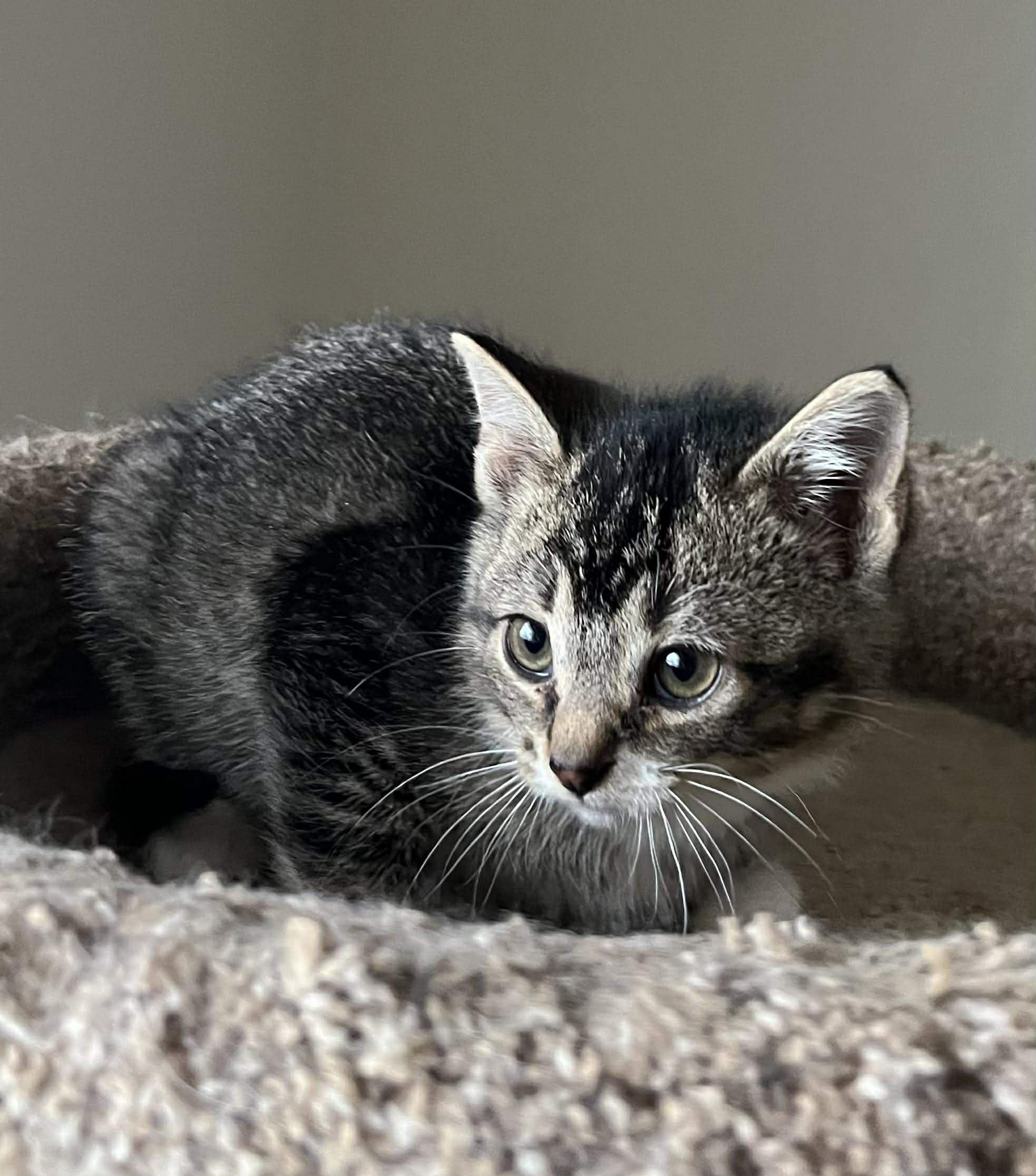 Enlarge Nox, a Adoptable mixed breed in Chicago, IL image 3/5