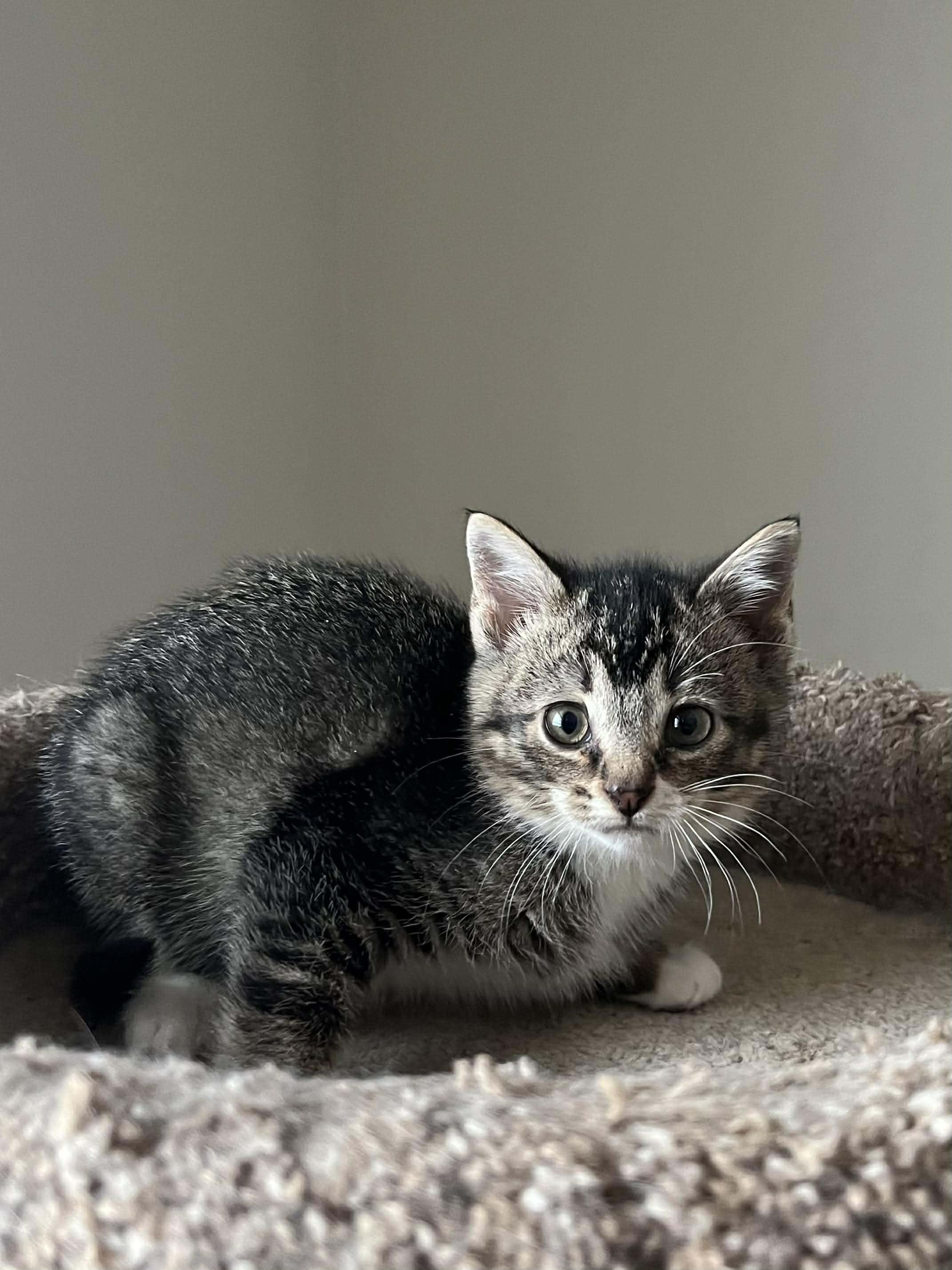 Nox, Adoptable, Kitten Male Domestic Short Hair & Tabby.