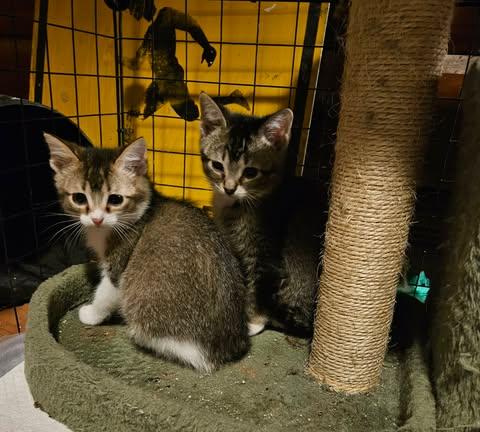 Enlarge Nox, a Adoptable mixed breed in Chicago, IL image 2/5