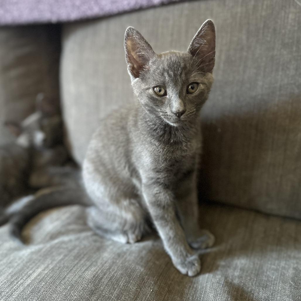 Enlarge Jay (bonded with Remy), a Adoptable Domestic Short Hair in Santa Rosa, CA image 1/4
