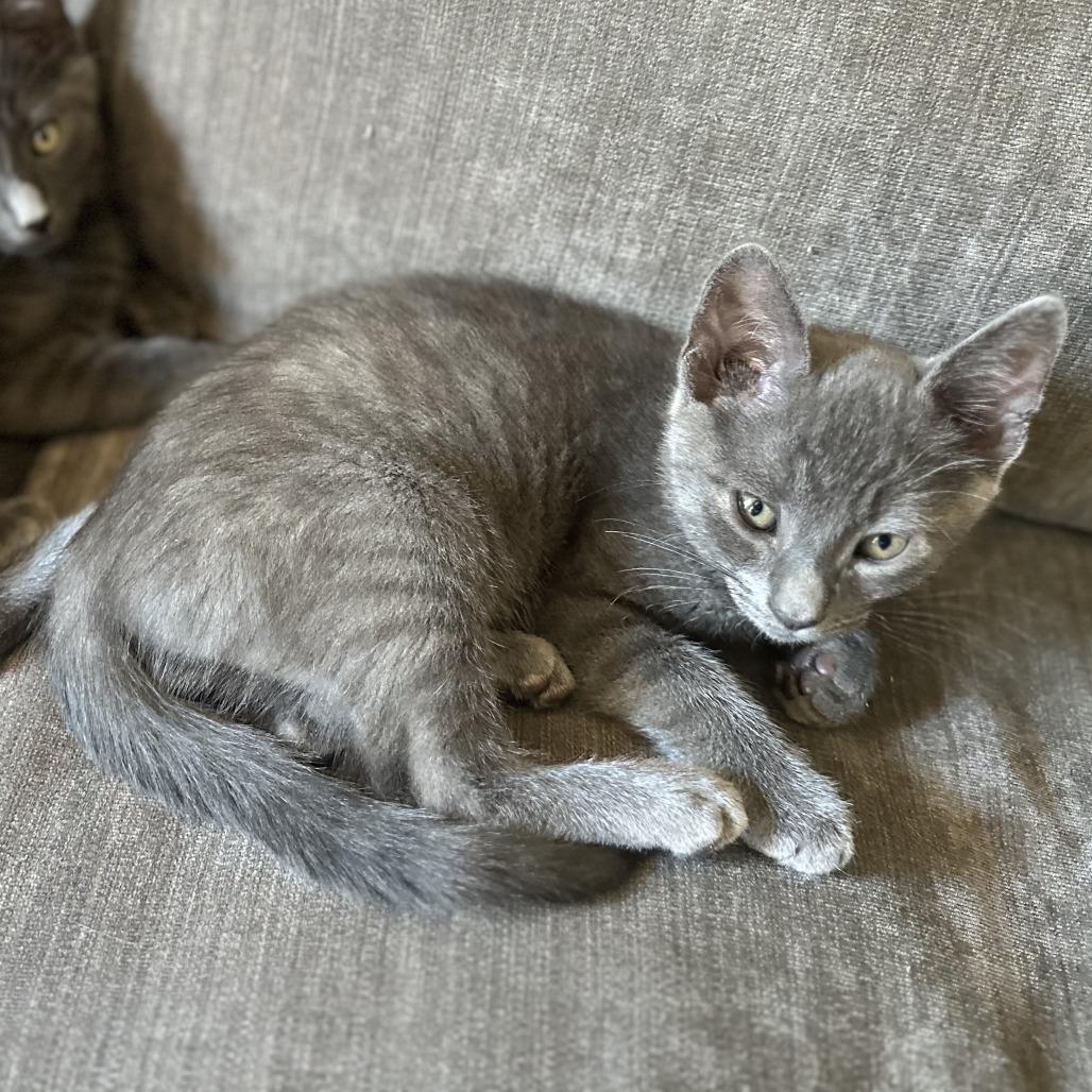 Enlarge Jay (bonded with Remy), a Adoptable Domestic Short Hair in Santa Rosa, CA image 2/4