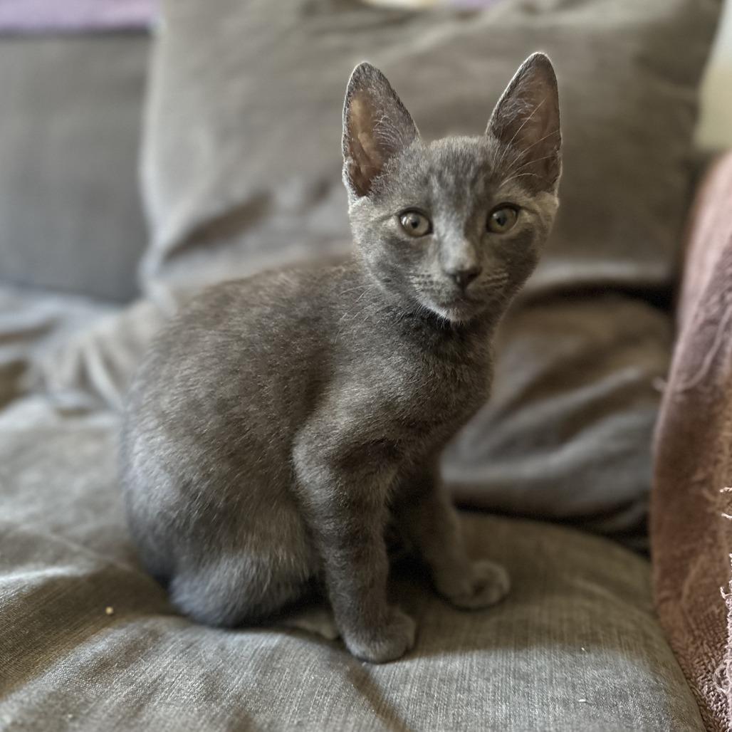 Enlarge Jay (bonded with Remy), a Adoptable Domestic Short Hair in Santa Rosa, CA image 3/4