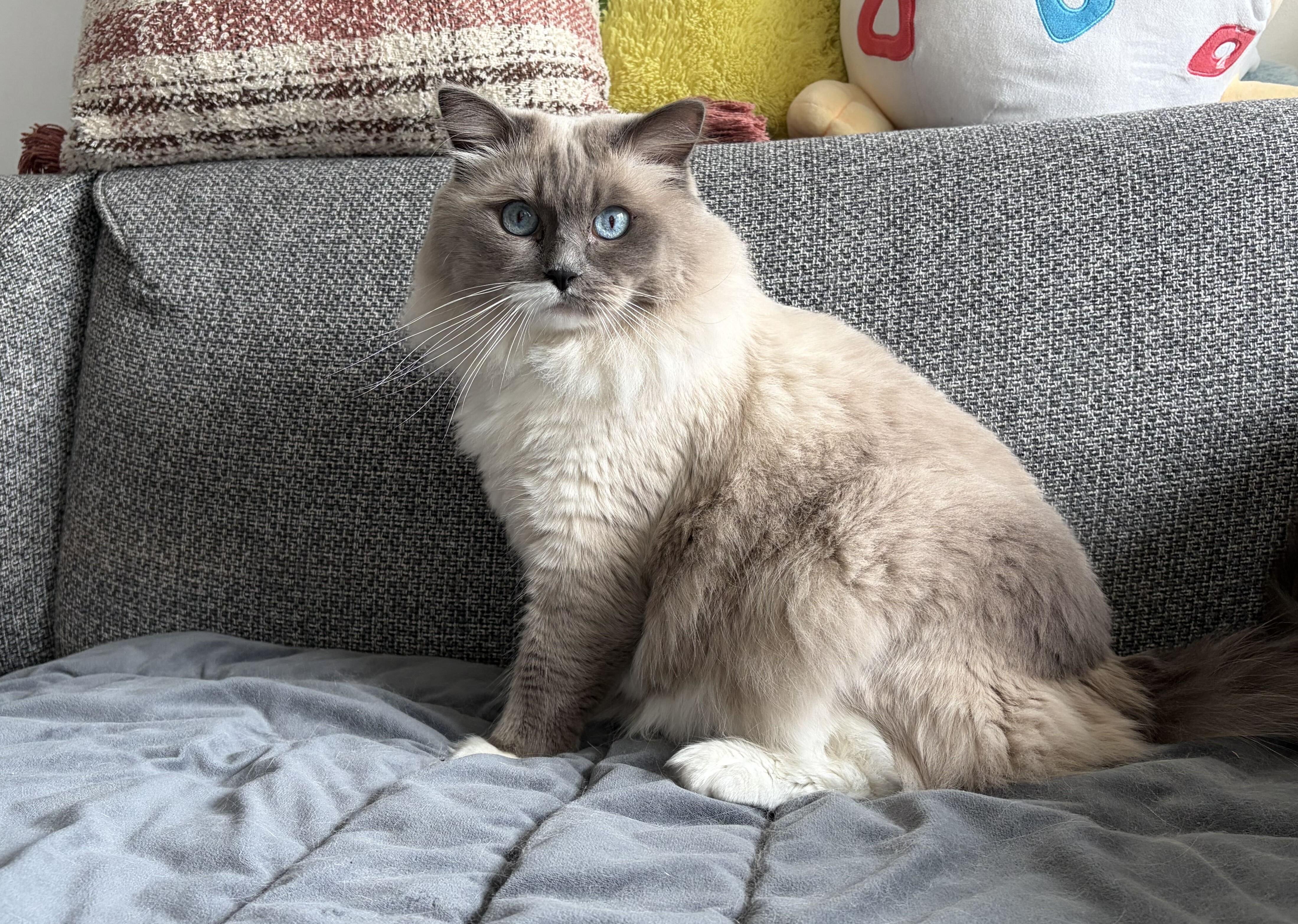 Gucci, Adoptable, Adult Male Domestic Long Hair.