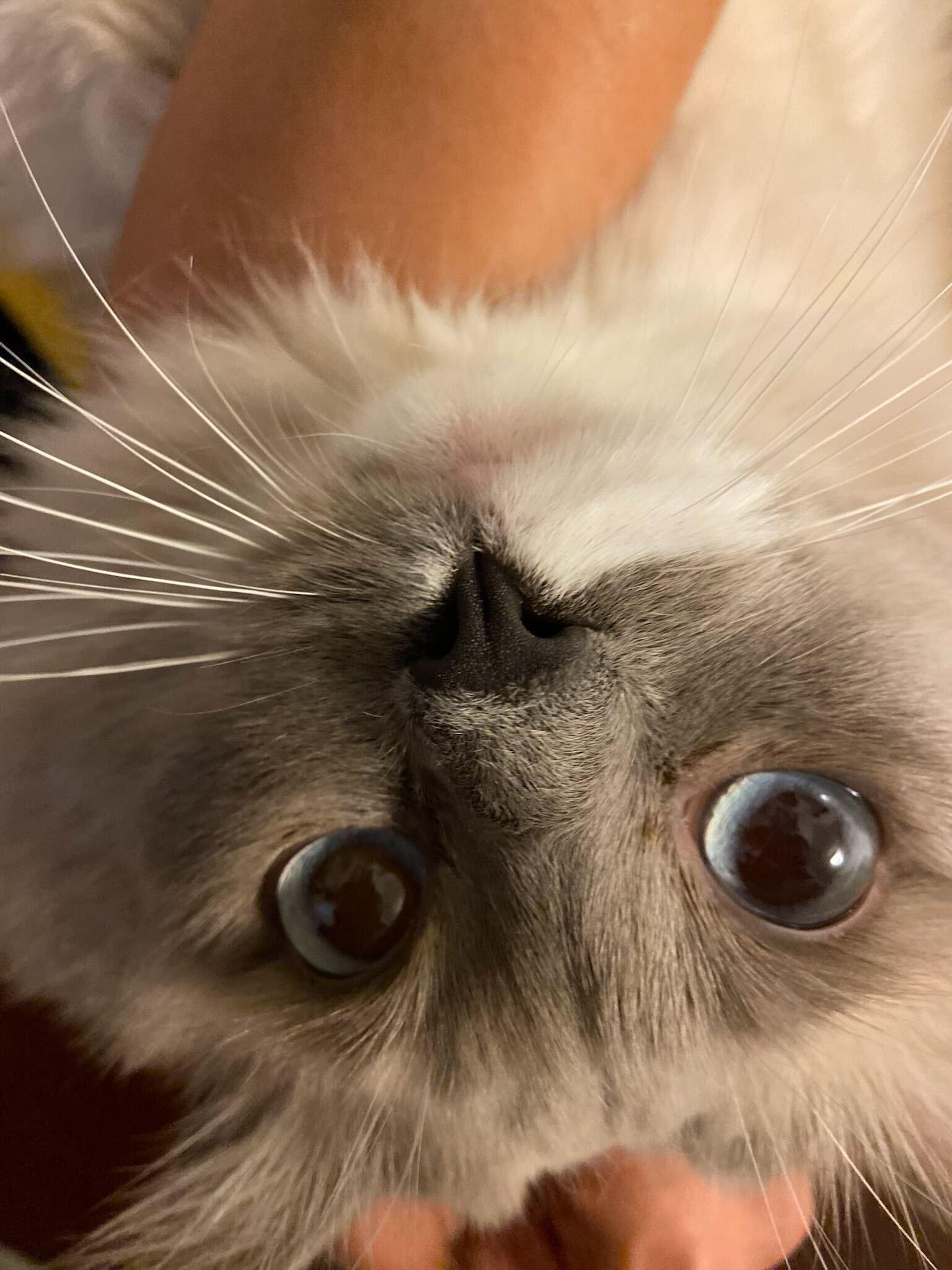 Enlarge Gucci, an adoptable Domestic Long Hair in Toronto, ON image 5/6