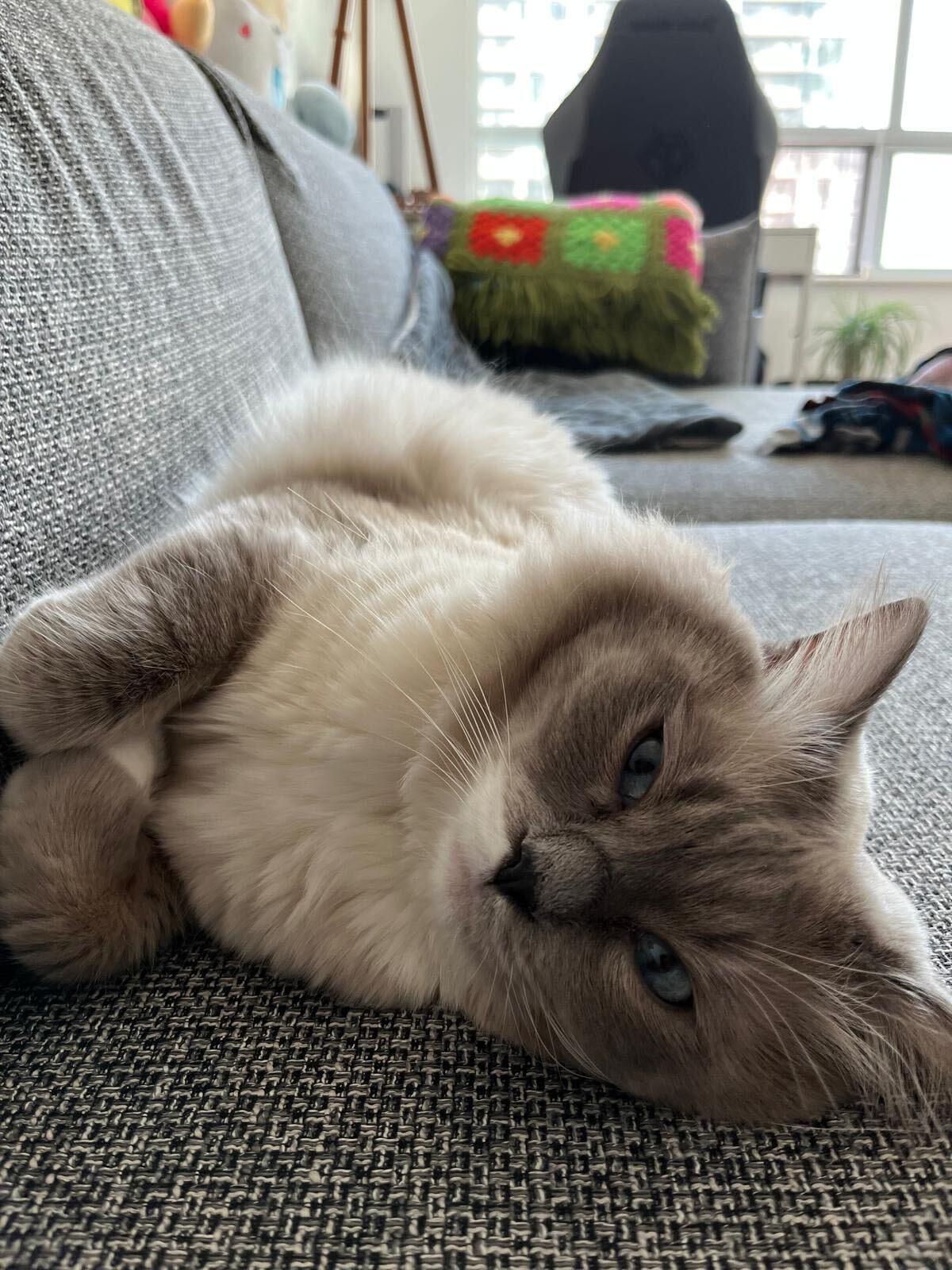 Enlarge Gucci, an adoptable Domestic Long Hair in Toronto, ON image 4/6