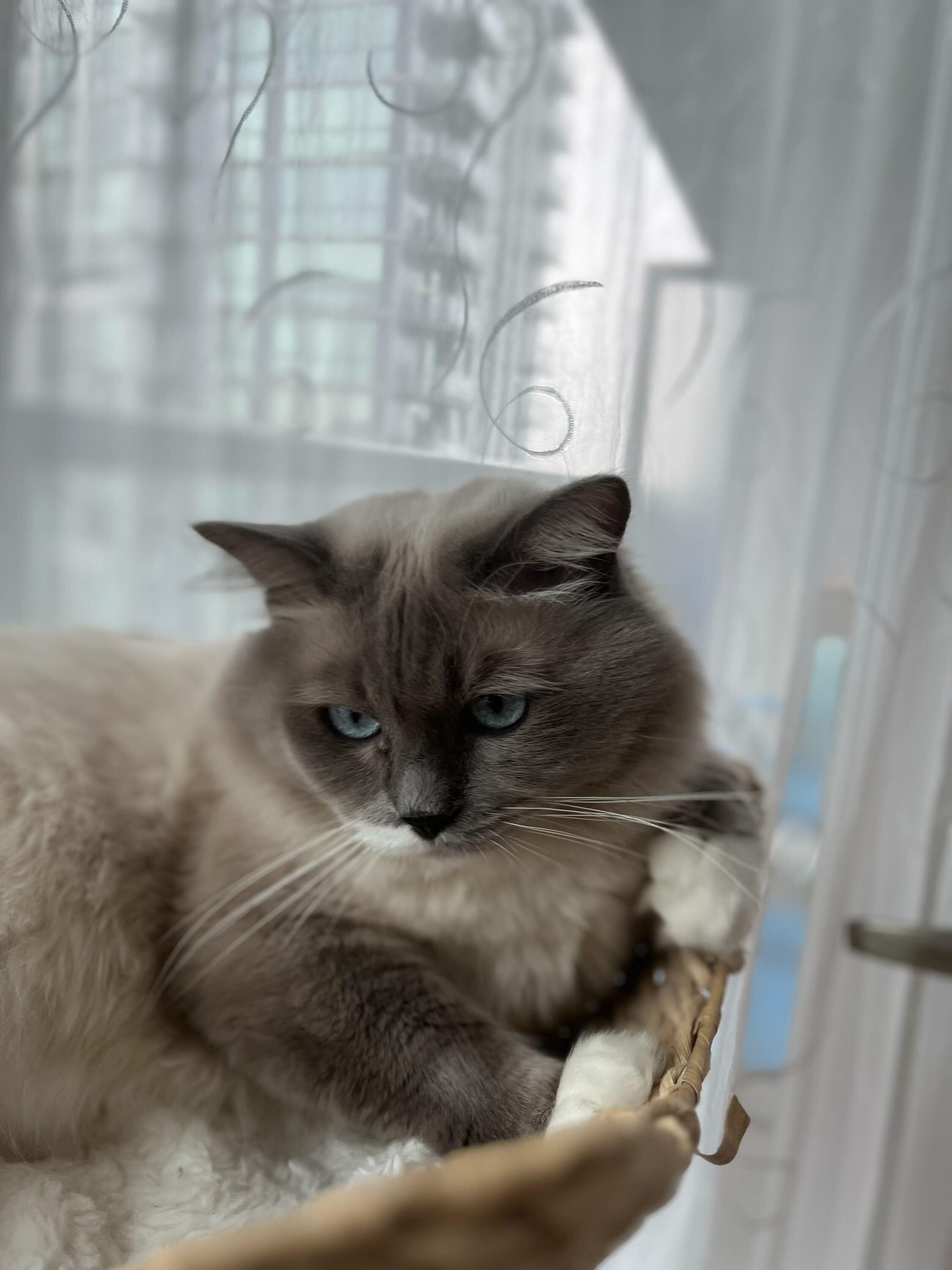 Enlarge Gucci, an adoptable Domestic Long Hair in Toronto, ON image 6/6