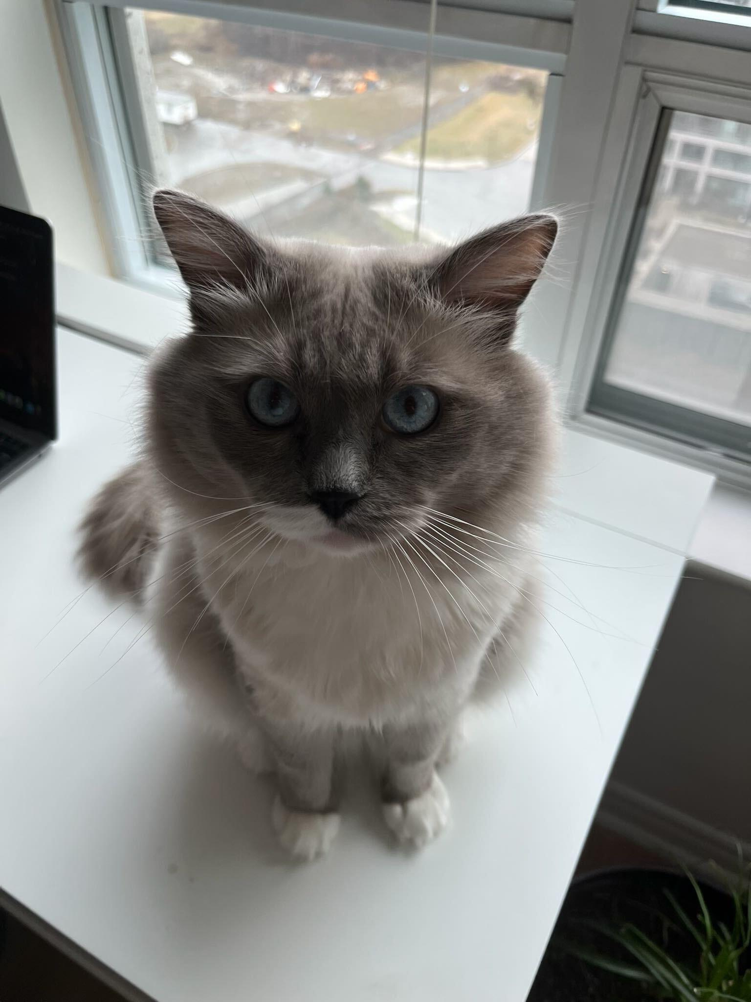 Enlarge Gucci, an adoptable Domestic Long Hair in Toronto, ON image 3/6