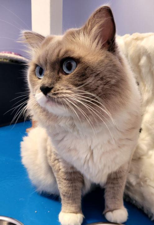 Enlarge Gucci, an adoptable Domestic Long Hair in Toronto, ON image 1/6