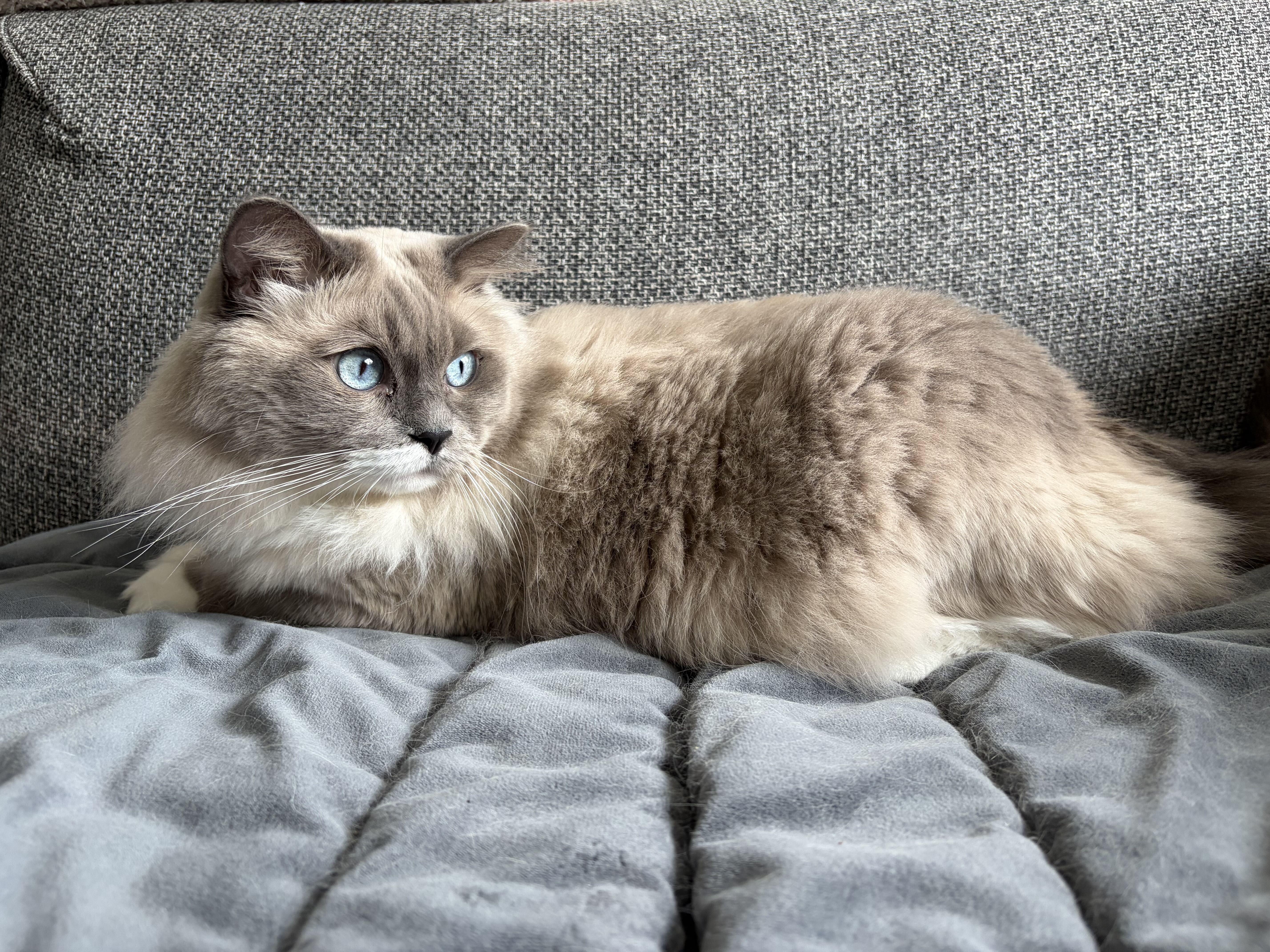Enlarge Gucci, a Adoptable Domestic Long Hair in Toronto, ON image 2/6