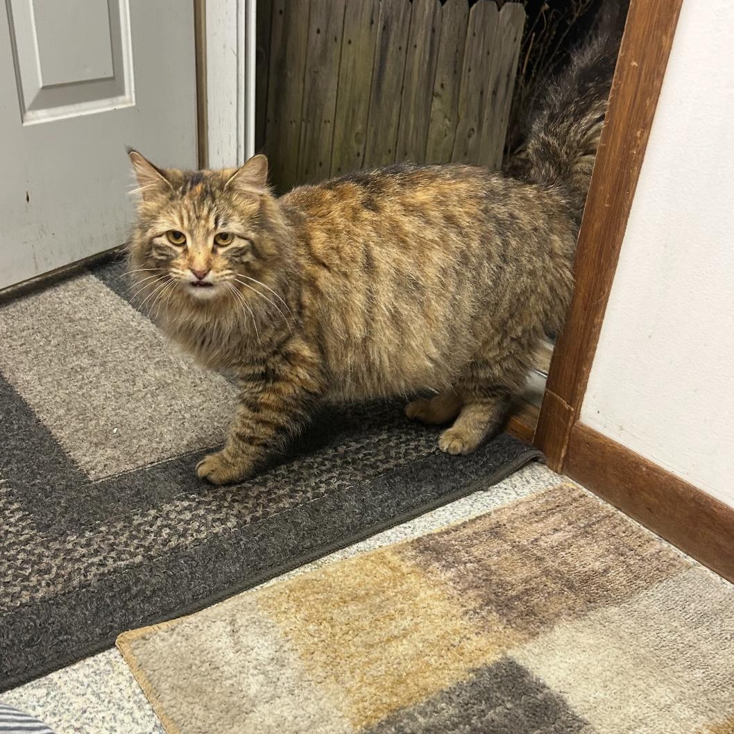 Mia, Adoptable, Adult Female Domestic Long Hair & Torbie.