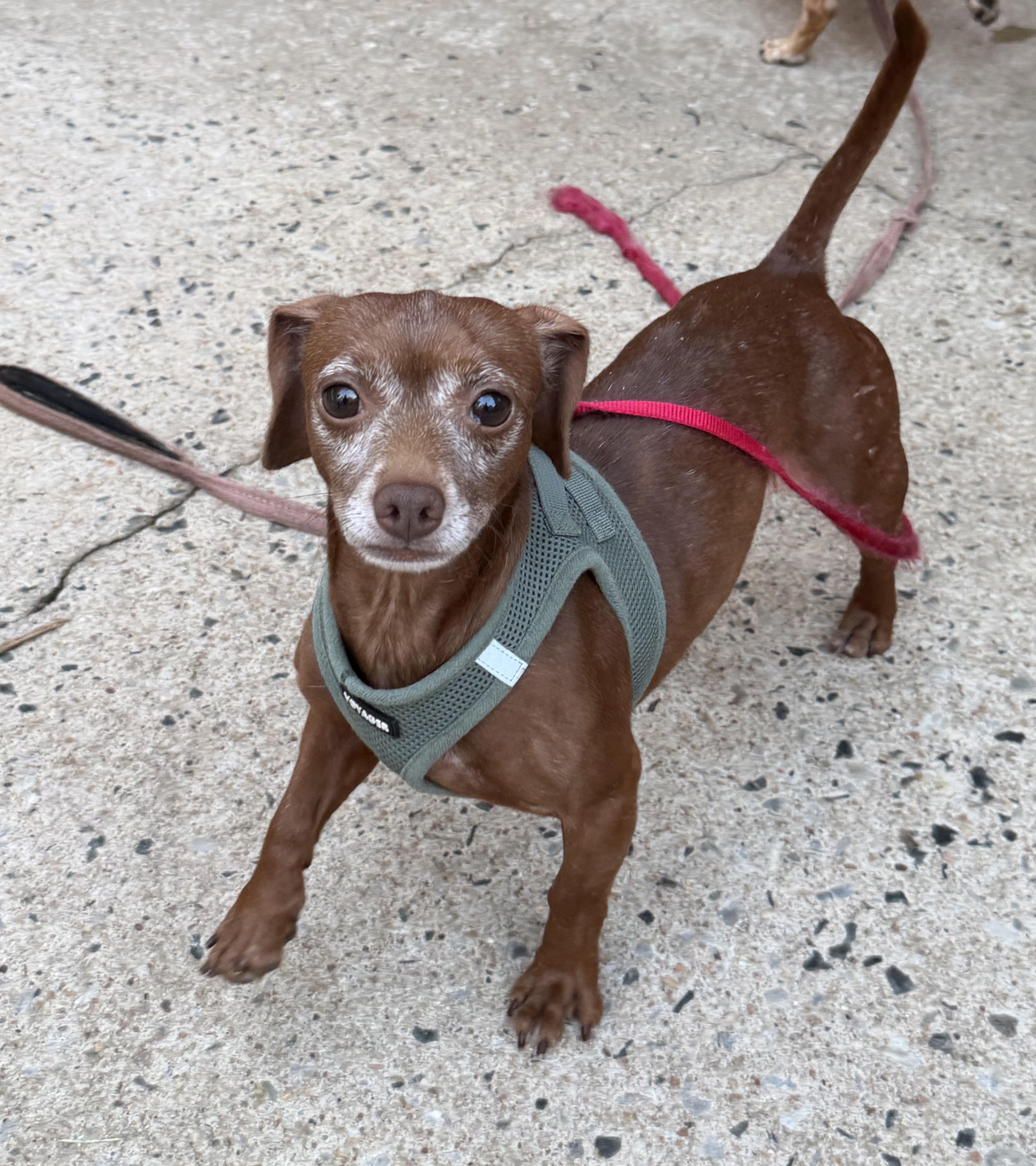 Marty, Adoptable, Adult Male Dachshund.