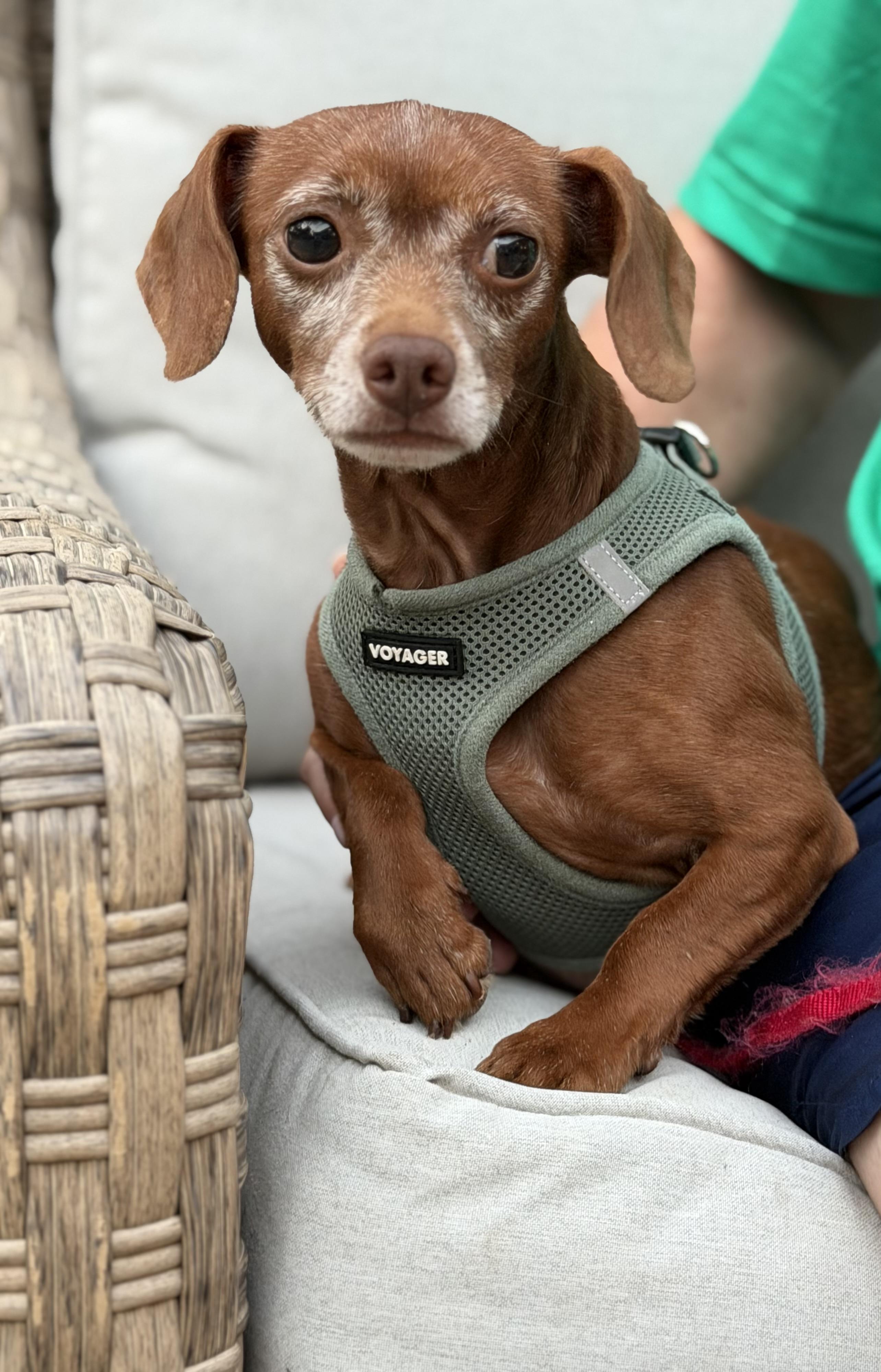 Enlarge Marty, a Adoptable mixed breed in Kings Mountain, NC image 2/2