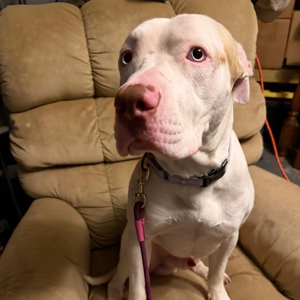 Macklemore, a Adoptable Mixed Breed in Springboro, OH image 1/6