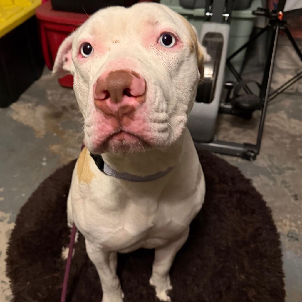 Macklemore, a Adoptable Mixed Breed in Springboro, OH image 2/6