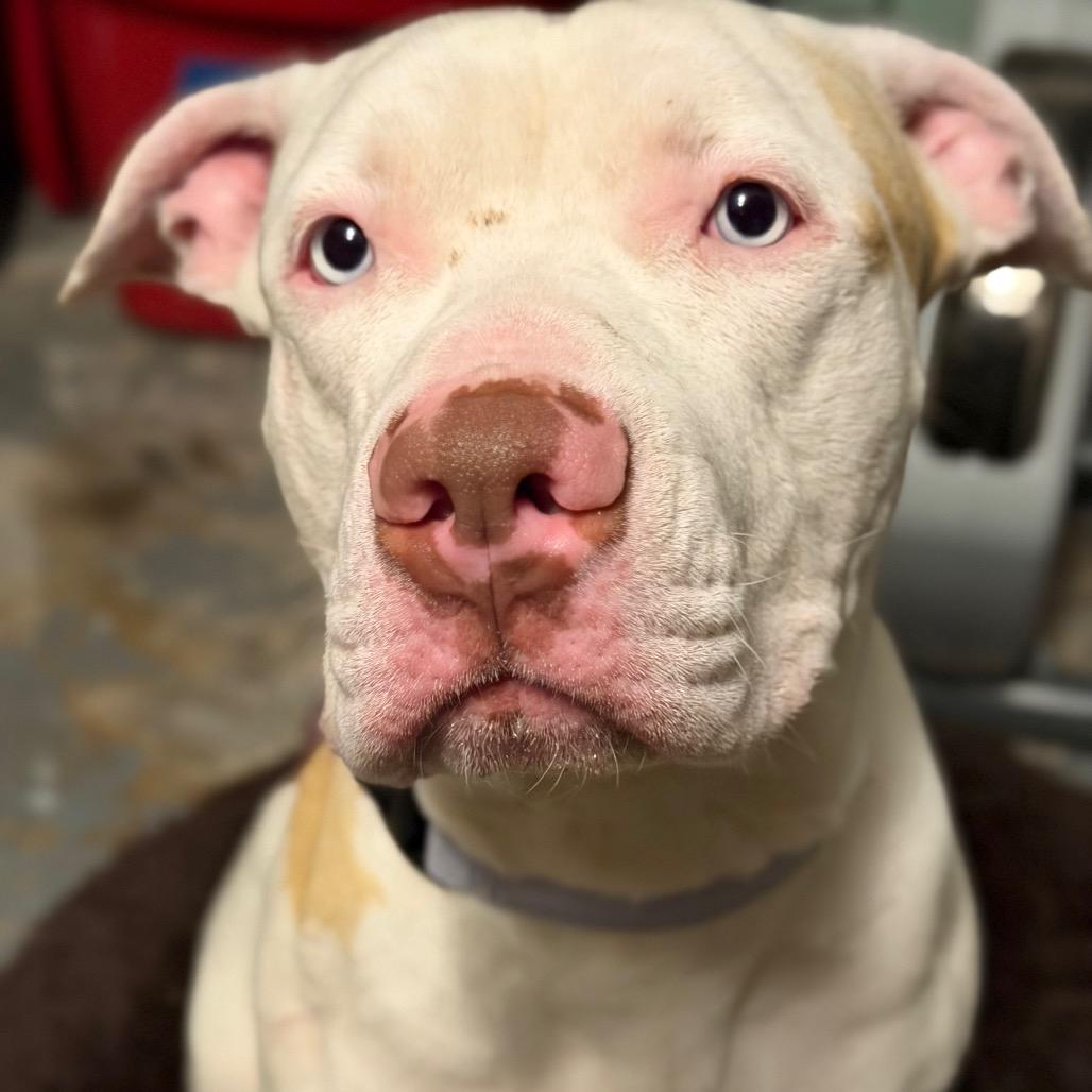 Macklemore, a Adoptable Mixed Breed in Springboro, OH image 3/6