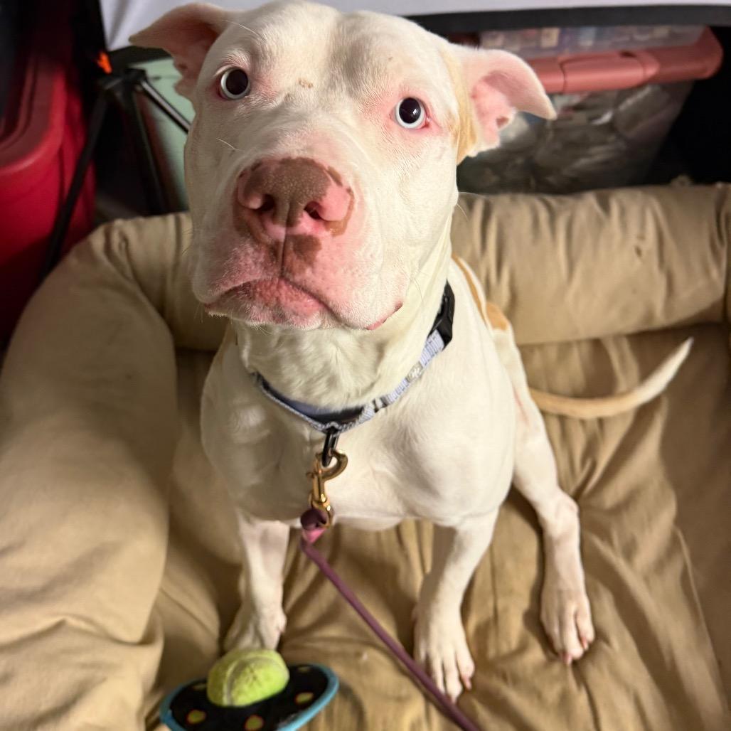 Macklemore, a Adoptable Mixed Breed in Springboro, OH image 4/6