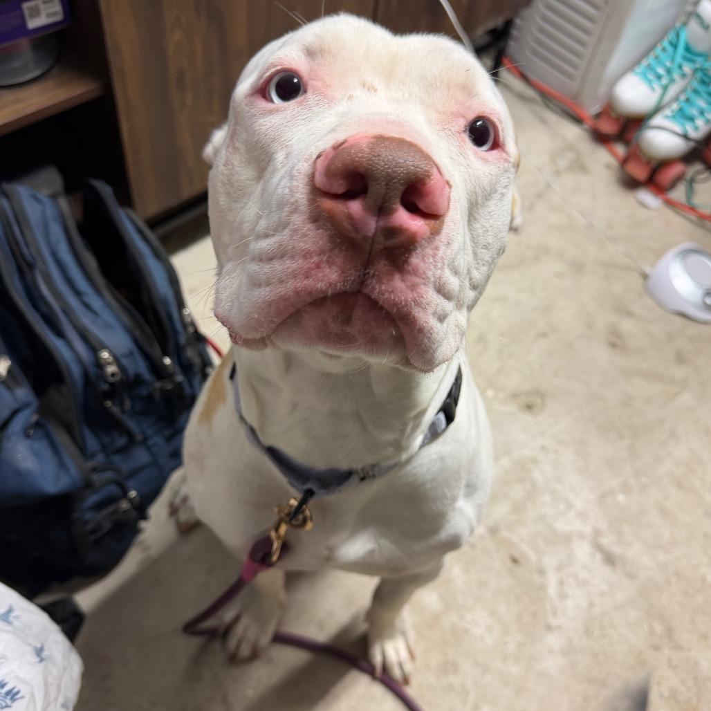 Macklemore, a Adoptable Mixed Breed in Springboro, OH image 6/6