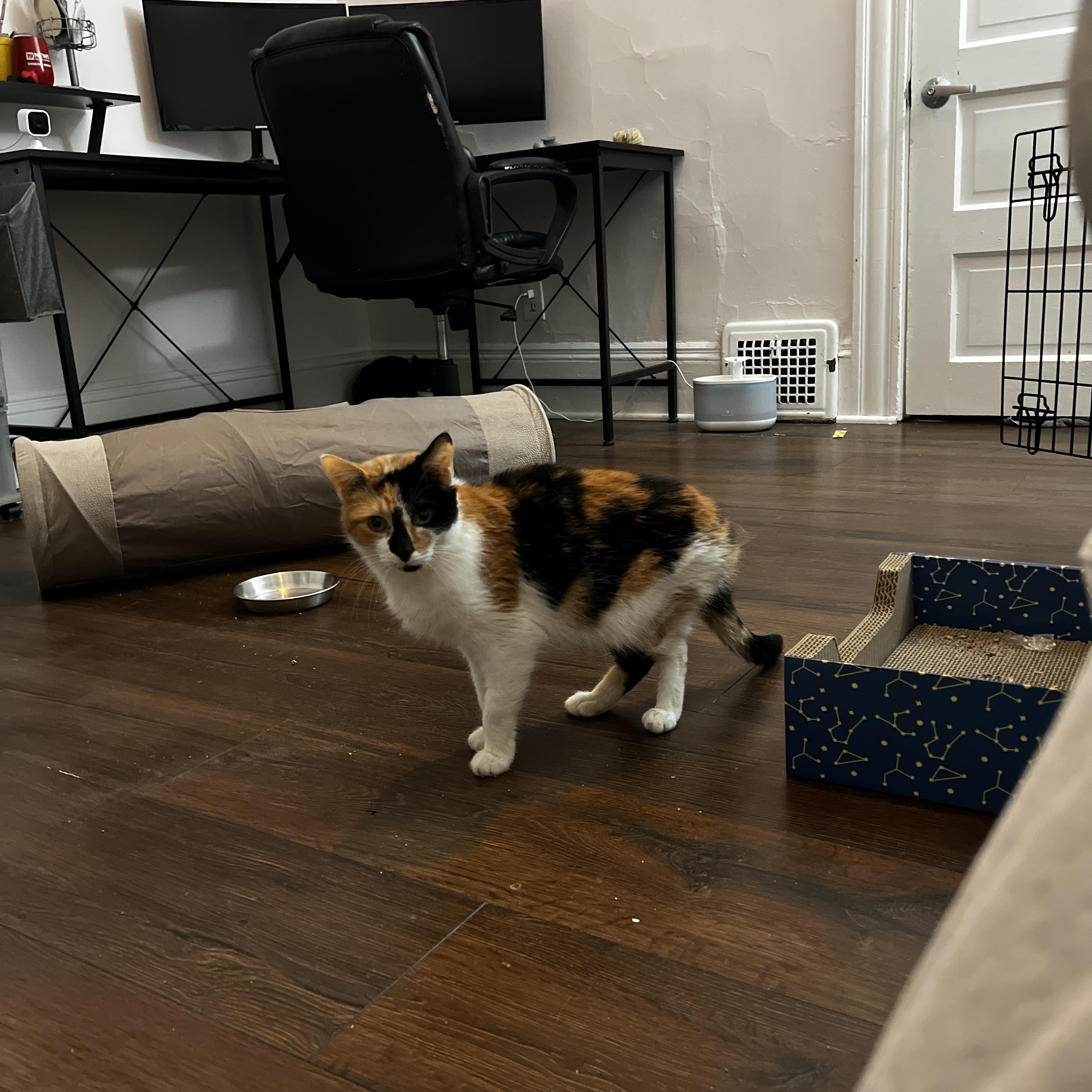 Enlarge Autumn, a Adoptable Domestic Short Hair in Cleveland, OH image 4/5