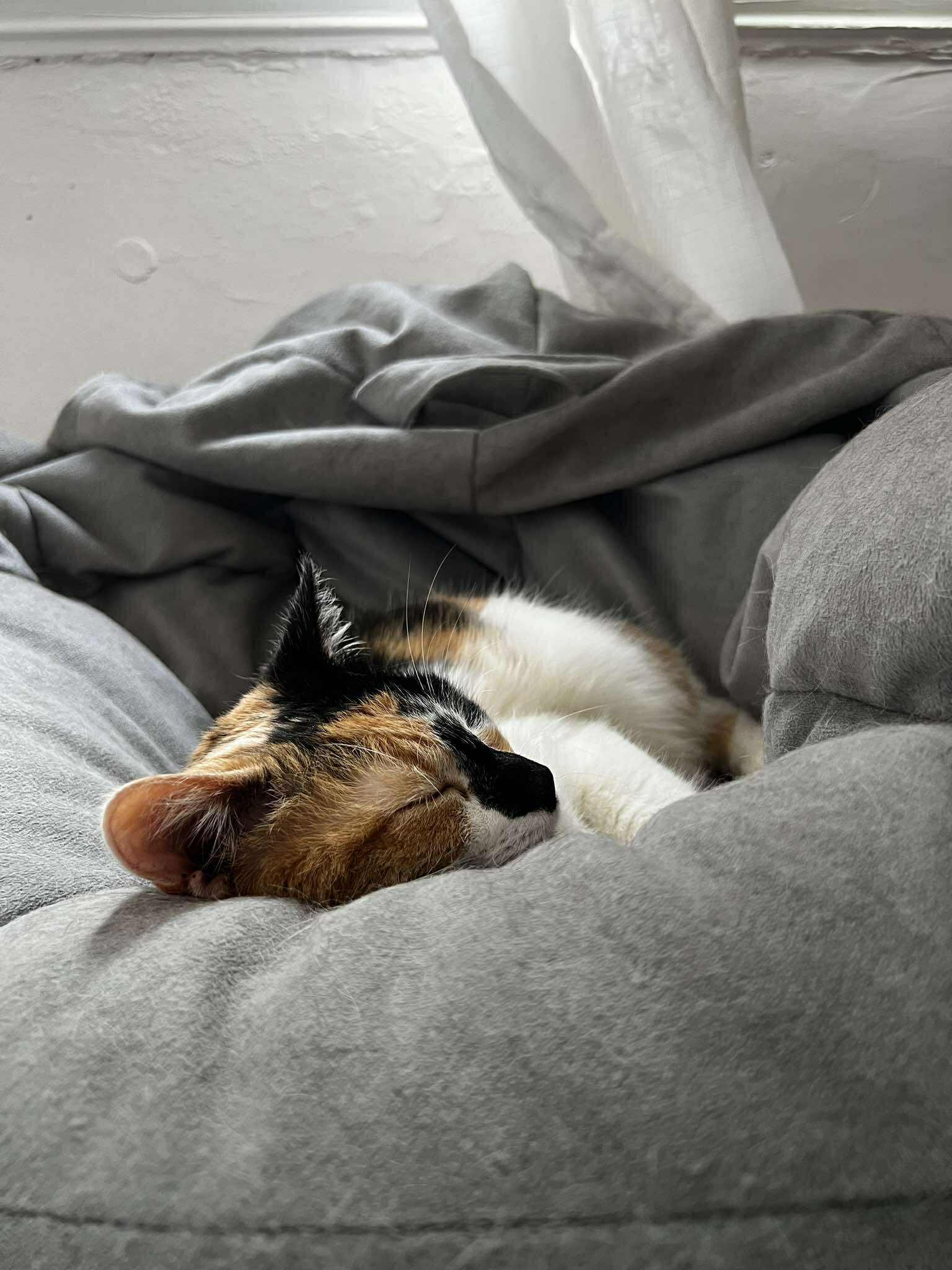 Enlarge Autumn, a Adoptable Domestic Short Hair in Cleveland, OH image 2/5