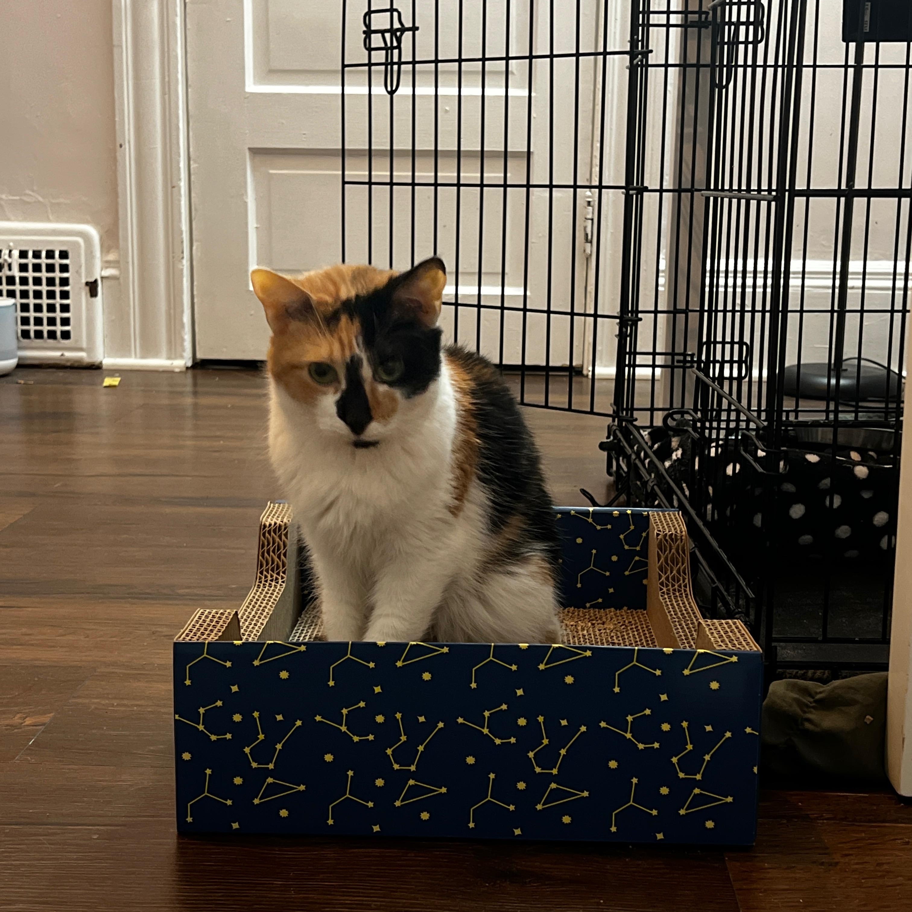 Enlarge Autumn, a Adoptable Domestic Short Hair in Cleveland, OH image 1/5