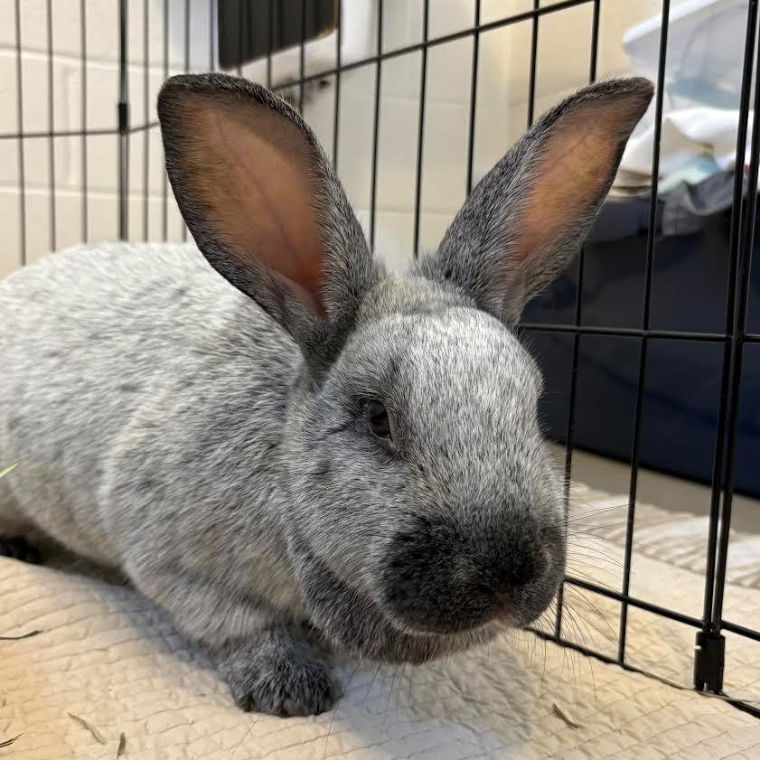 Enlarge Bugsy Malone, a Adoptable Champagne D'Argent in Hyde Park, NY image 1/1