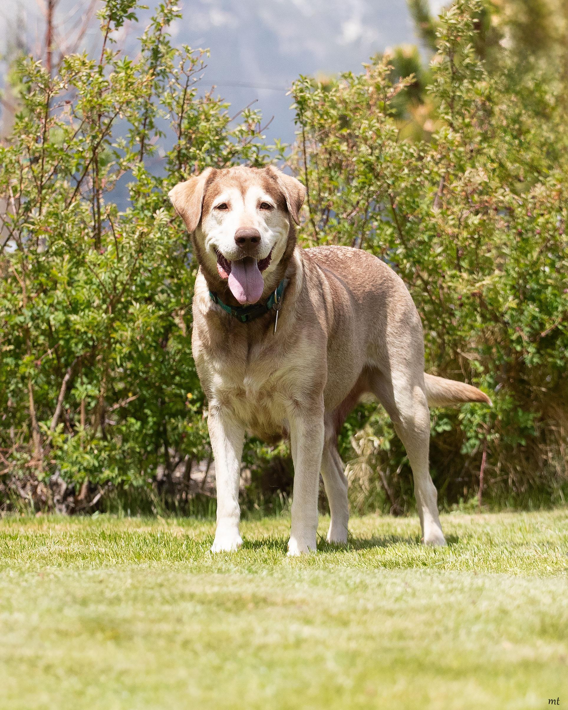 Enlarge Nala, a ADOPTABLE mixed breed in Washoe Valley, NV image 2/2