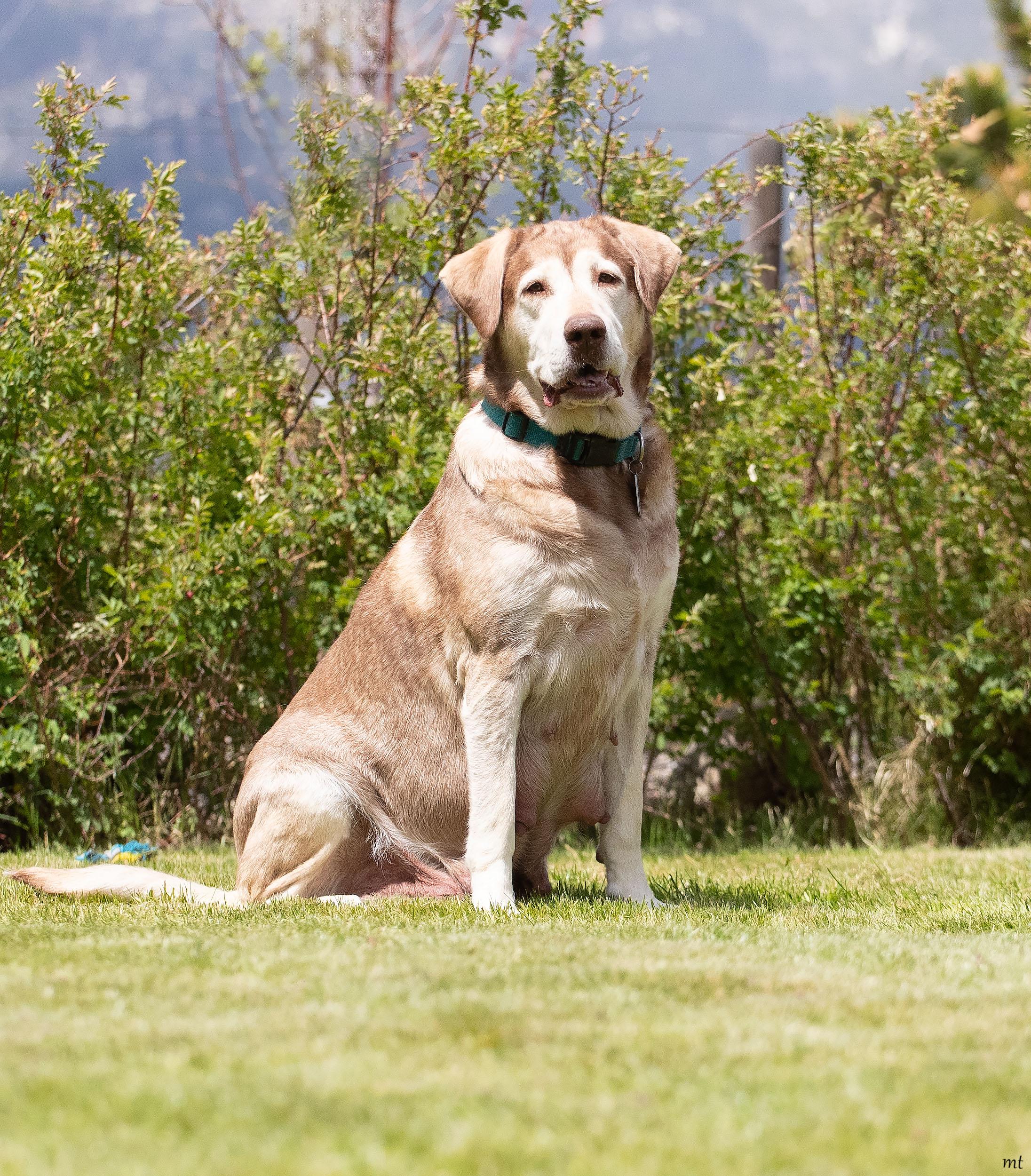 Enlarge Nala, a ADOPTABLE mixed breed in Washoe Valley, NV image 1/2