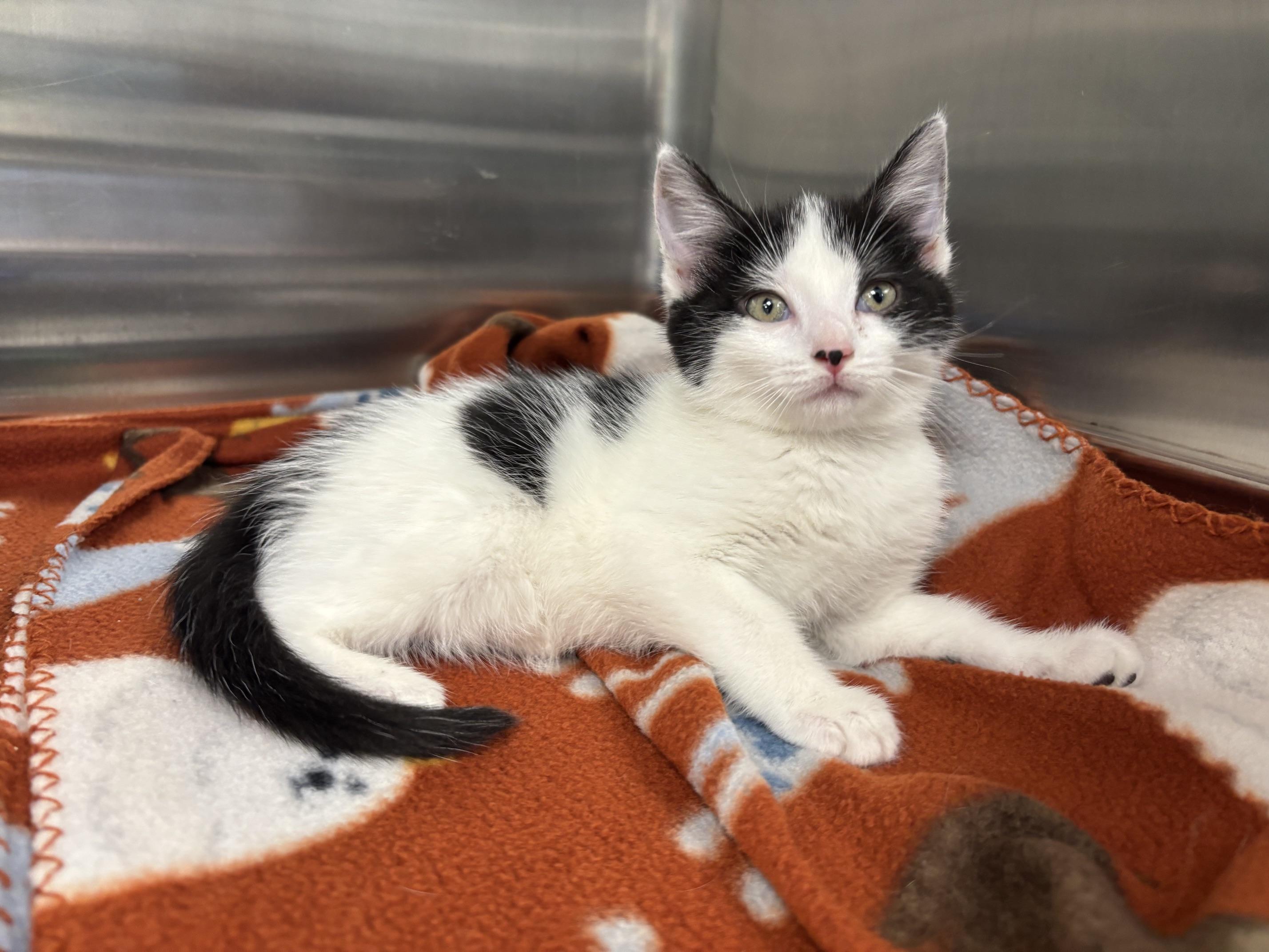 Enlarge Petunia aka Tuna, a Adopted Domestic Short Hair in Cleveland, OH image 4/4