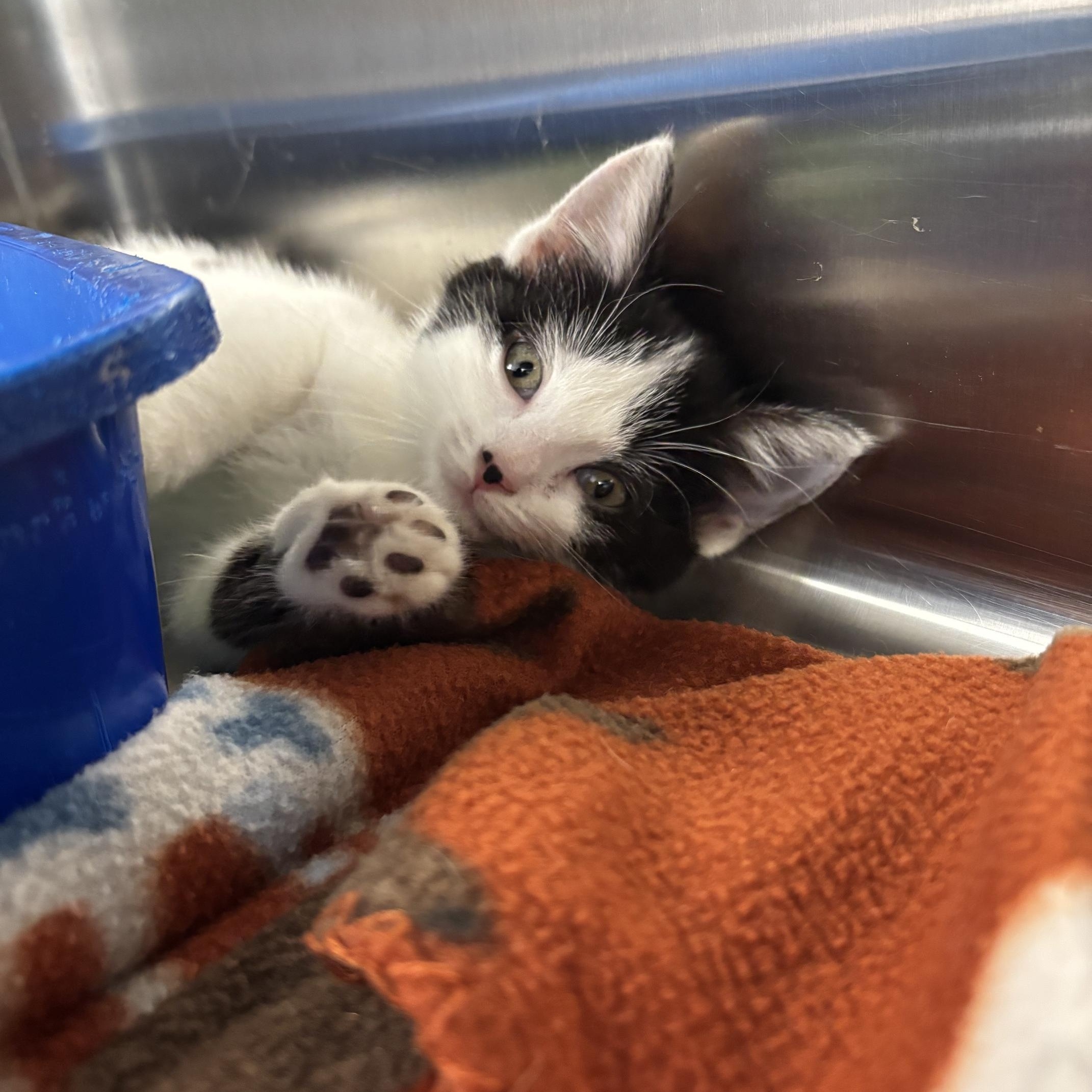 Petunia aka Tuna, Adopted, Kitten Female Domestic Short Hair.