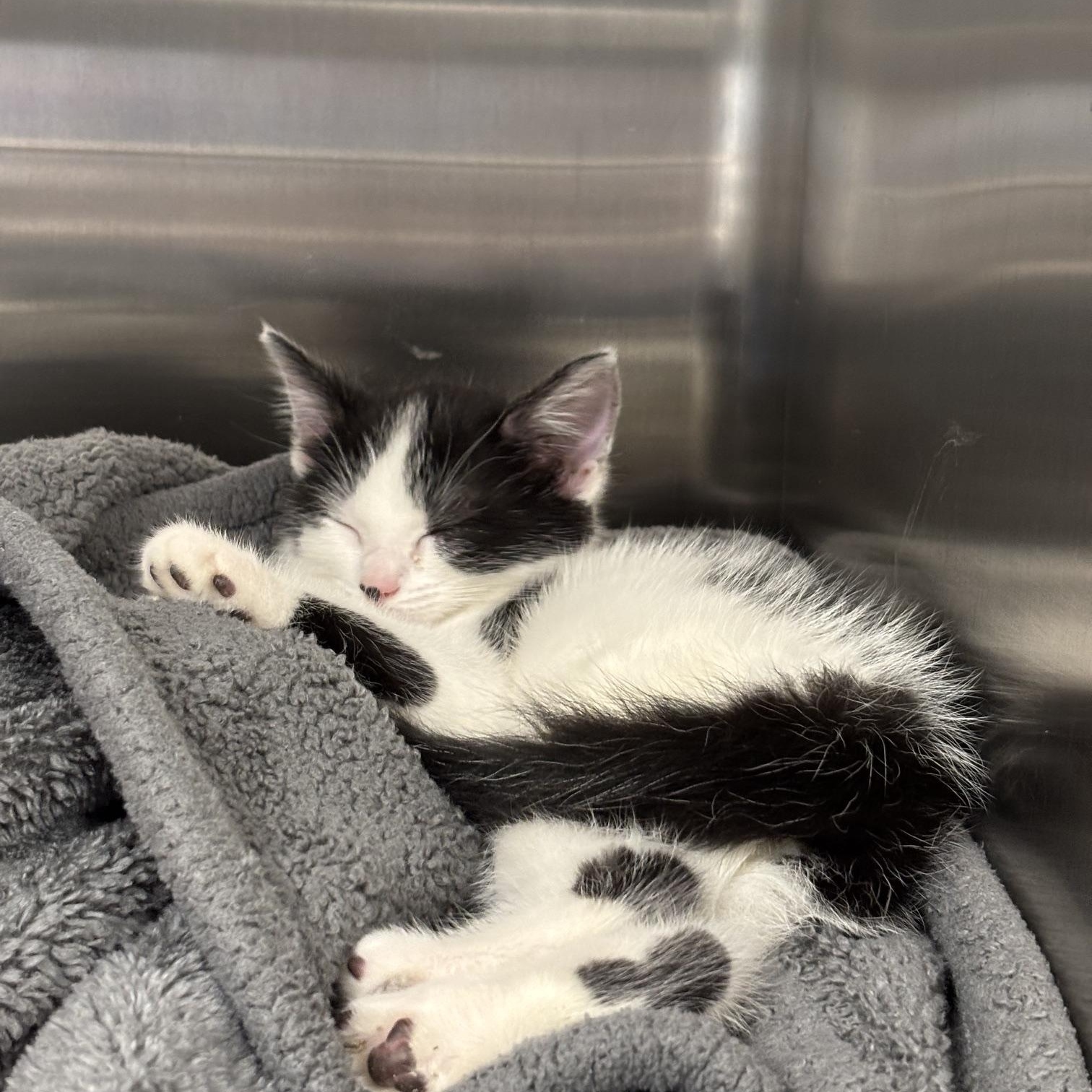Enlarge Petunia aka Tuna, a Adopted Domestic Short Hair in Cleveland, OH image 2/4