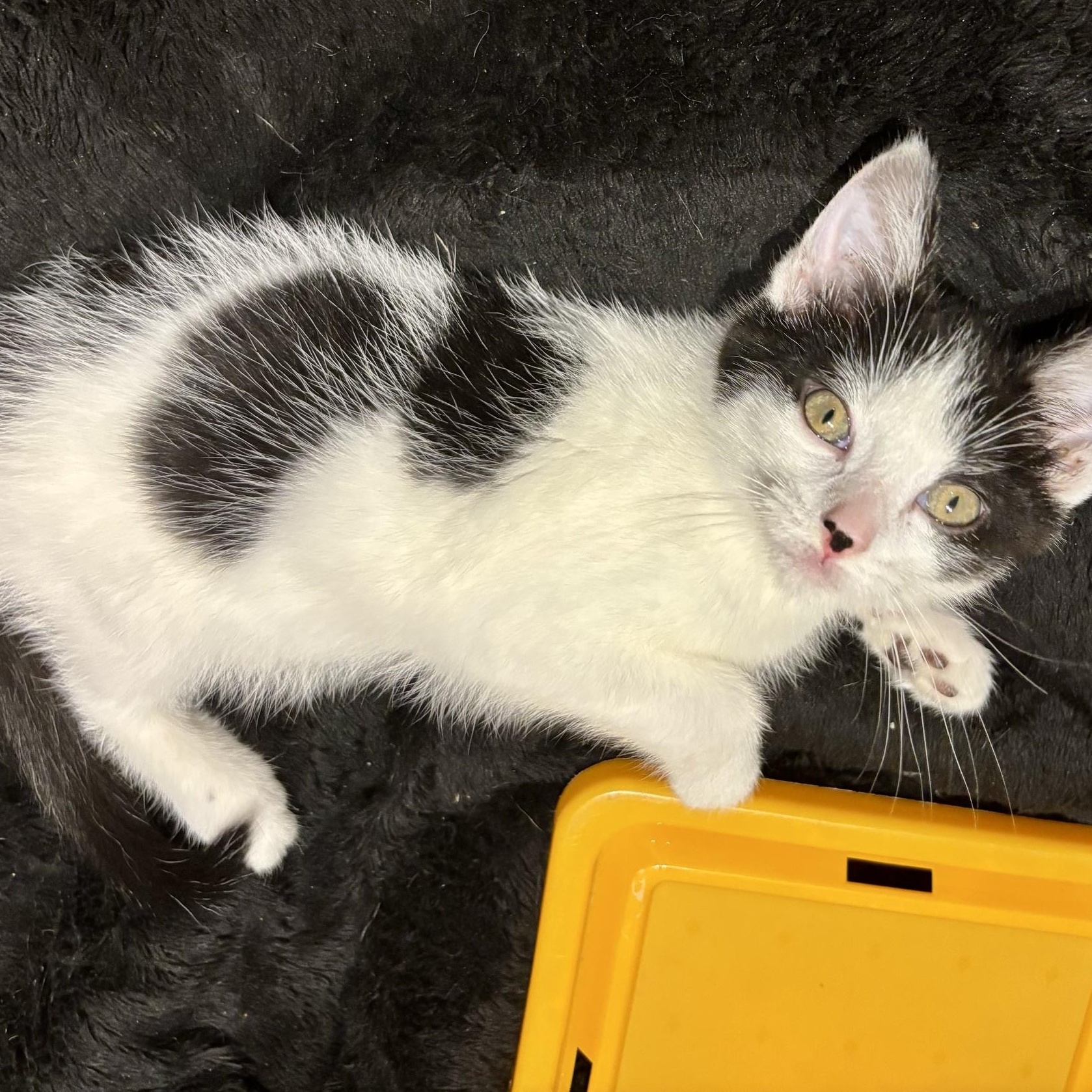 Enlarge Petunia aka Tuna, a Adopted Domestic Short Hair in Cleveland, OH image 3/4