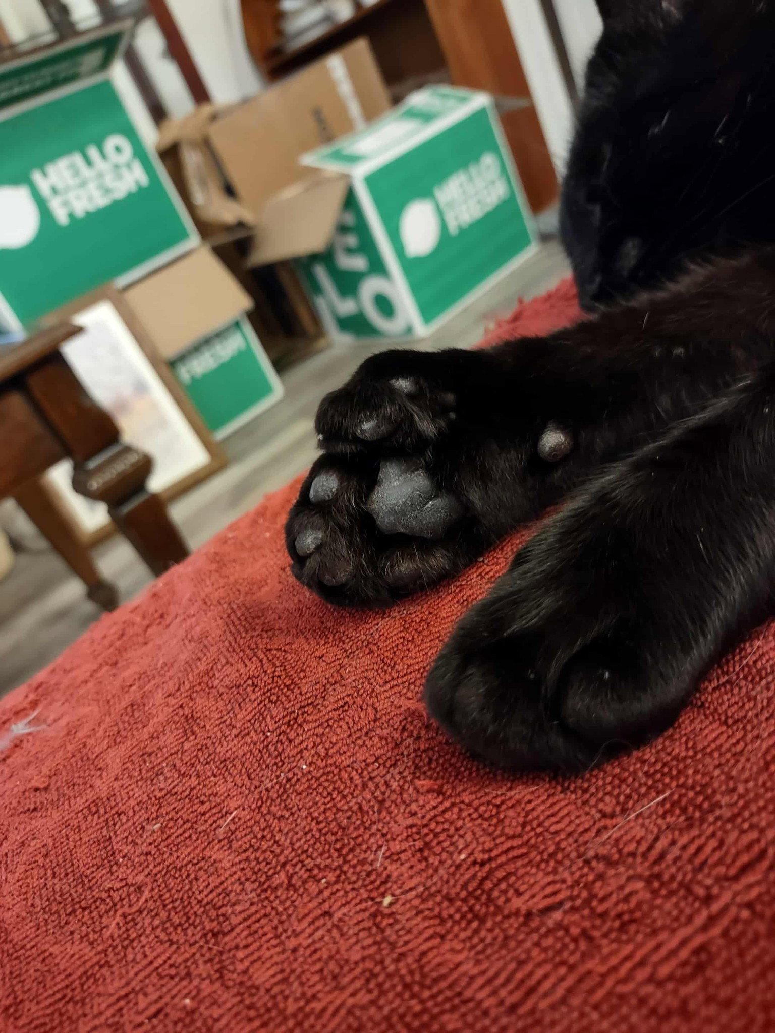 Specter, Adoptable, Young Male Domestic Short Hair.