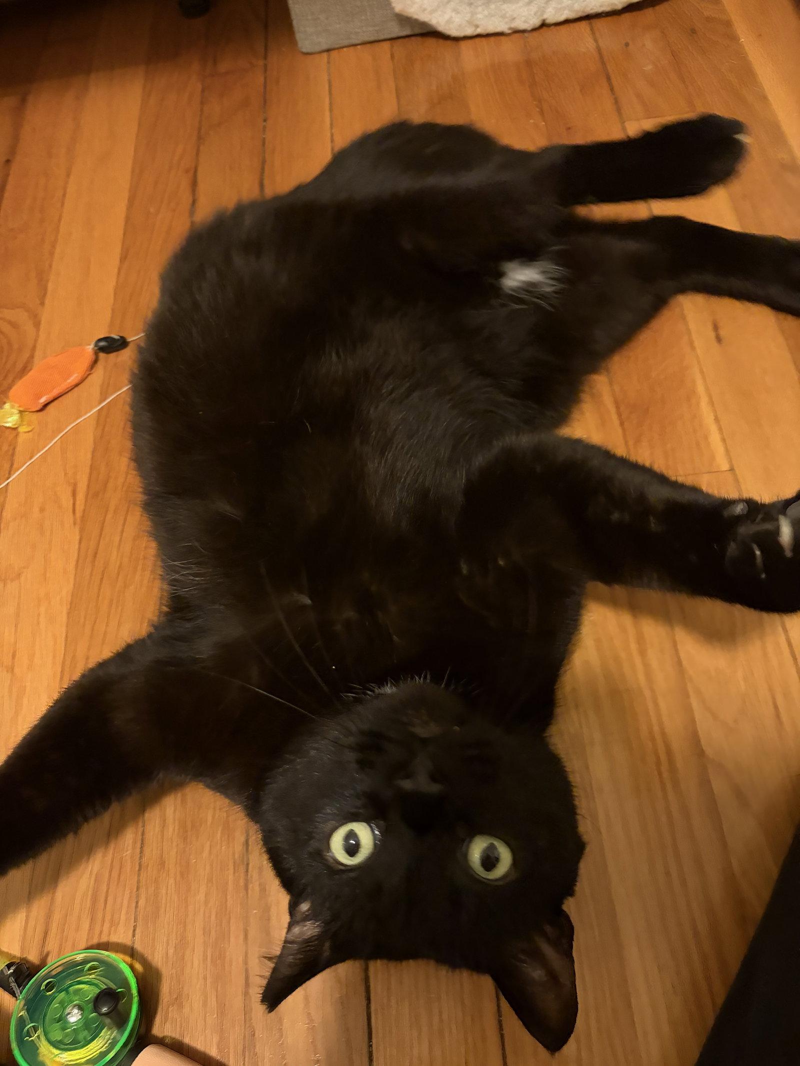 Enlarge Specter, a Adoptable Domestic Short Hair in Somerville, MA image 2/3