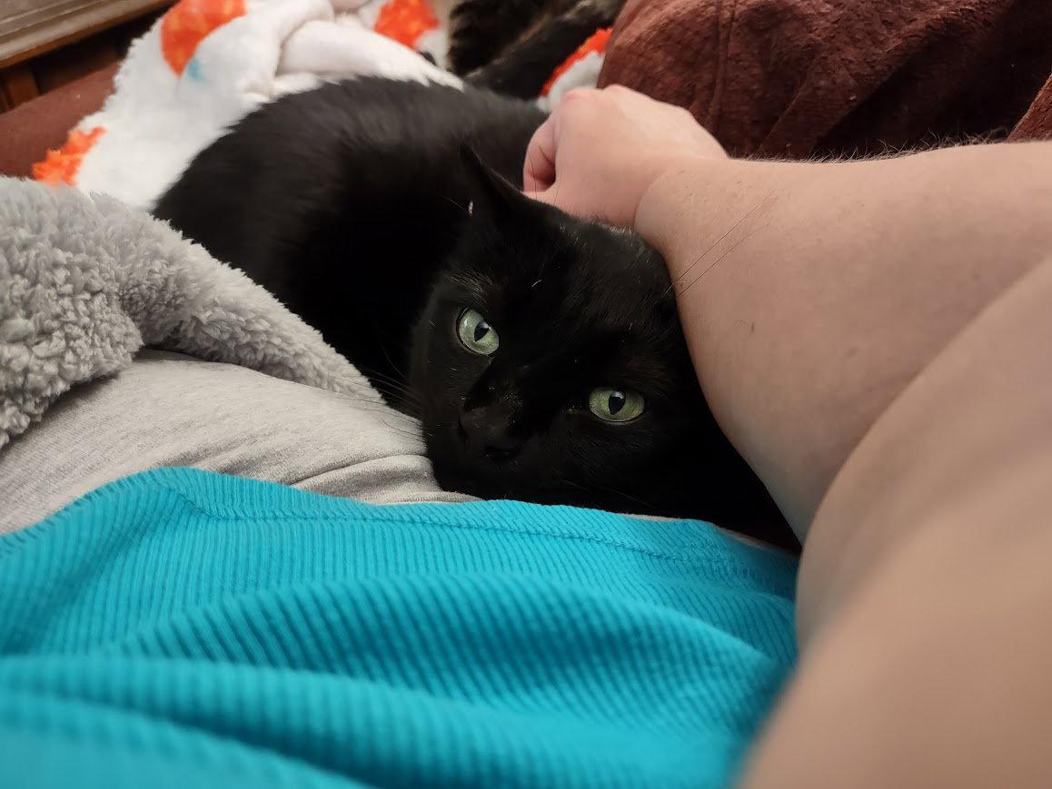 Specter, a Adoptable Domestic Short Hair in Somerville, MA image 2/3