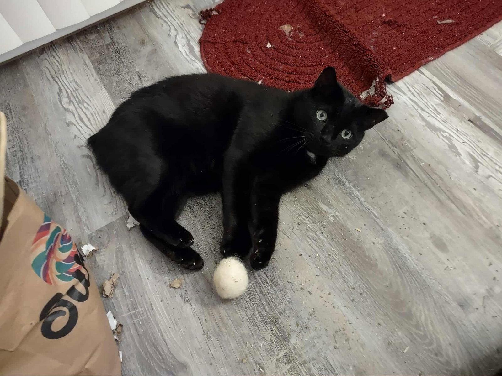 Specter, a Adoptable Domestic Short Hair in Somerville, MA image 3/3
