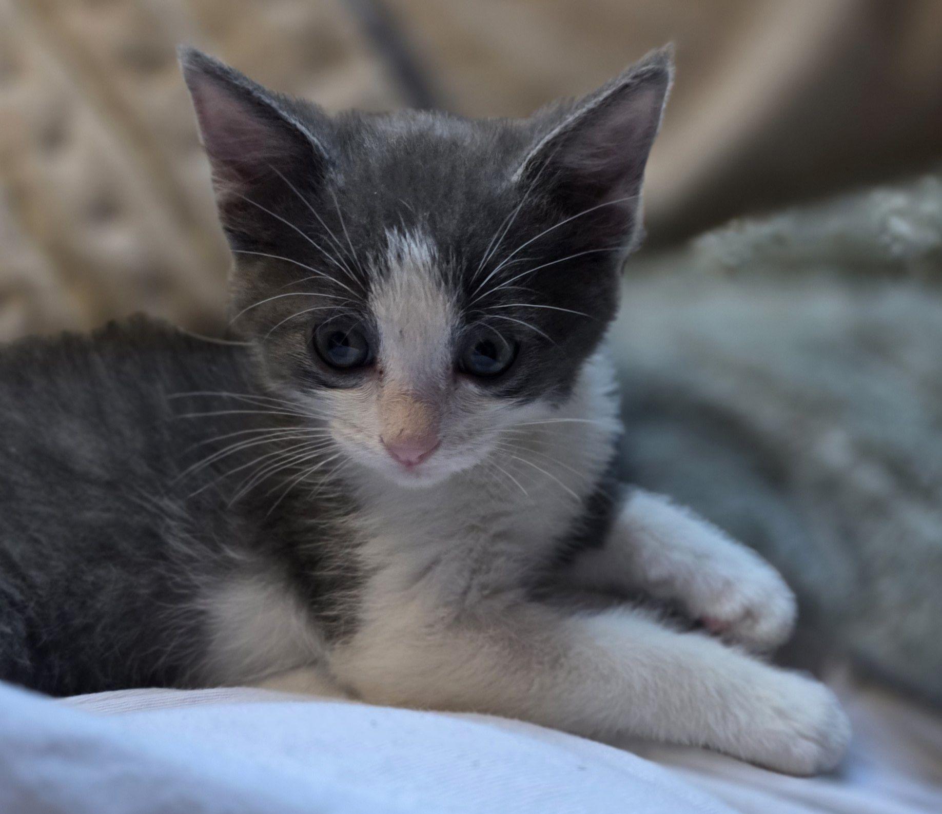 KitKat, adopted, Kitten Male Domestic Short Hair.
