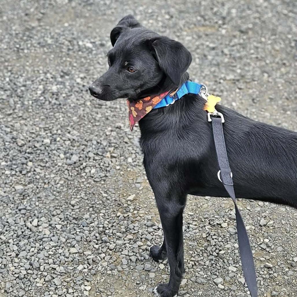 Brookie, a Adoptable mixed breed in Bend, OR image 1/4
