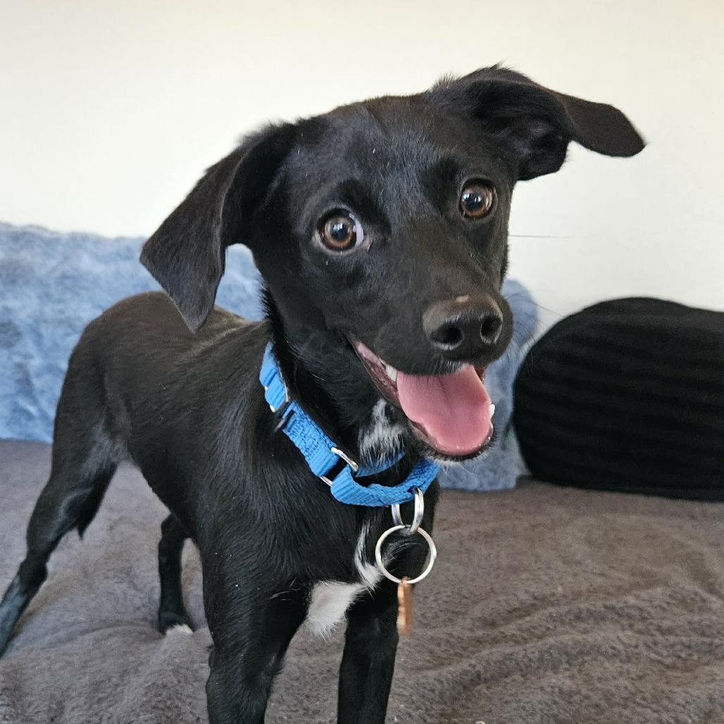 Brookie, a Adoptable mixed breed in Bend, OR image 2/4